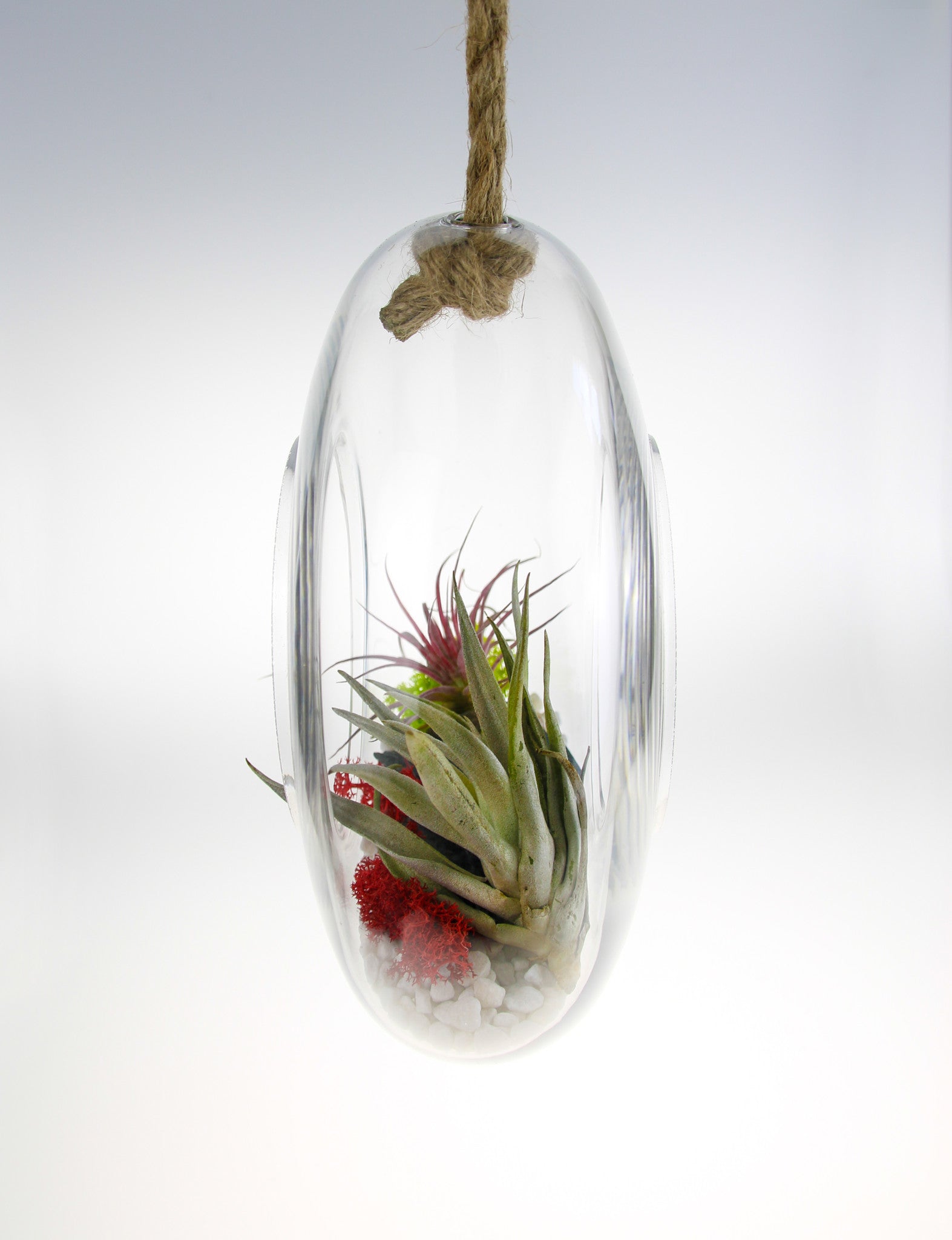 Glass Terrarium with Air Plants, Tillandsia