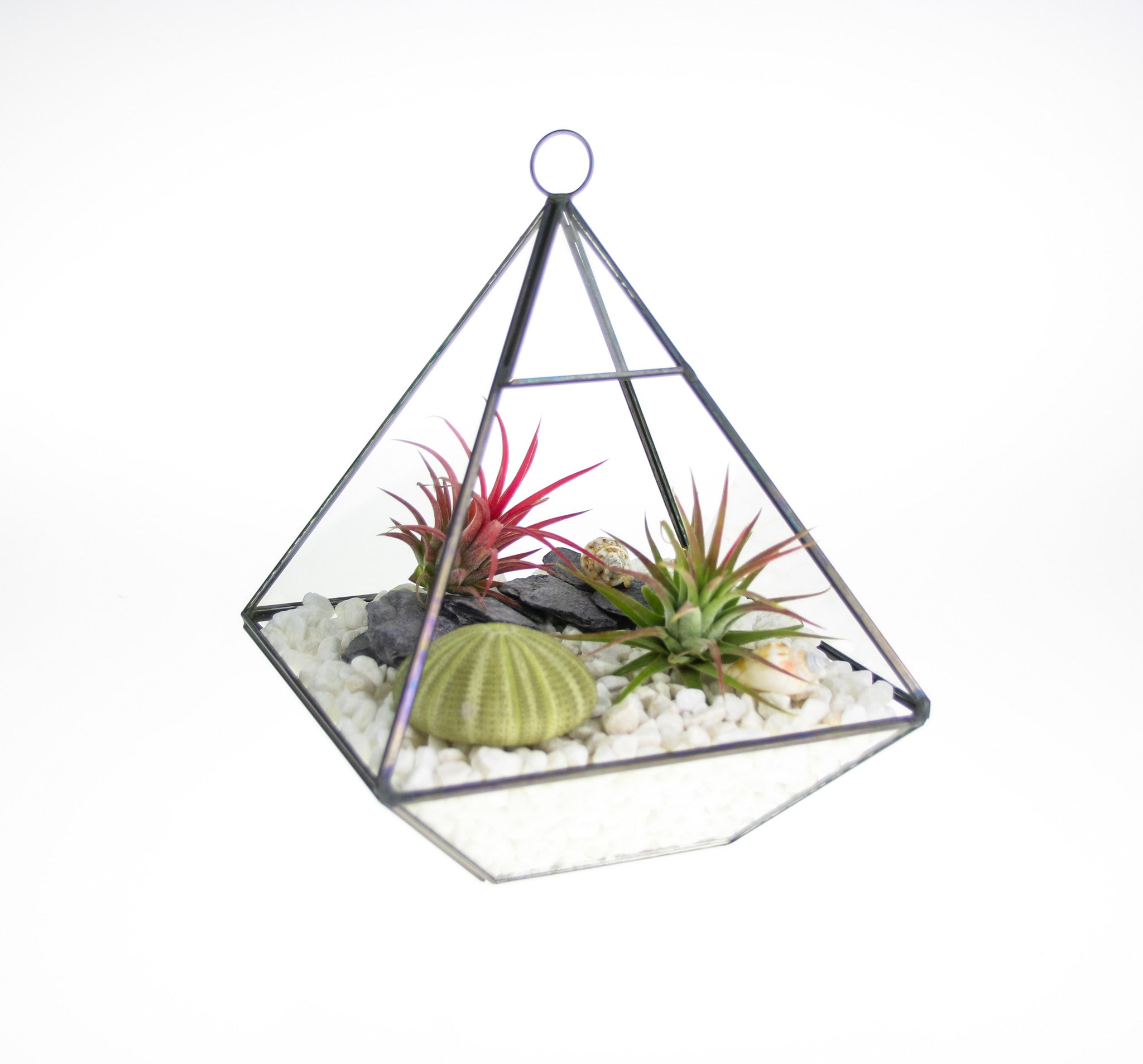 Air Plant Terrarium Kit
