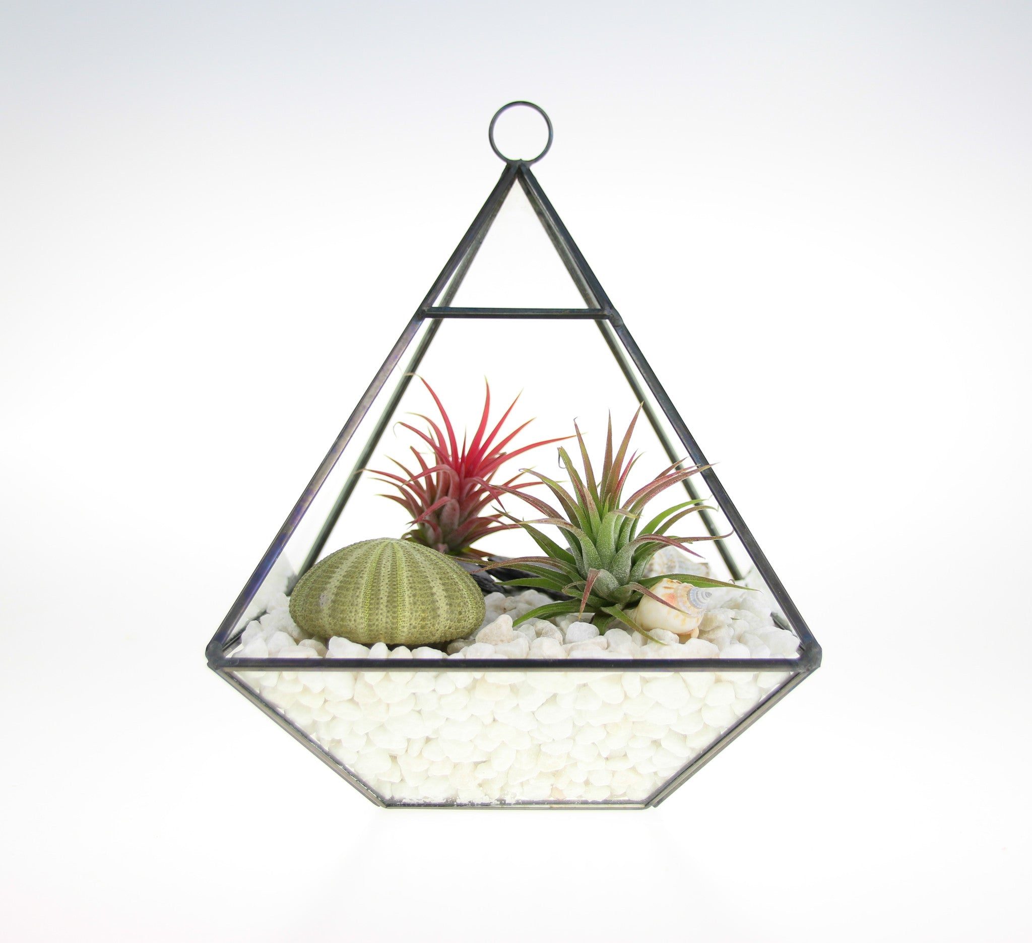 Air Plant DIY Terrarium