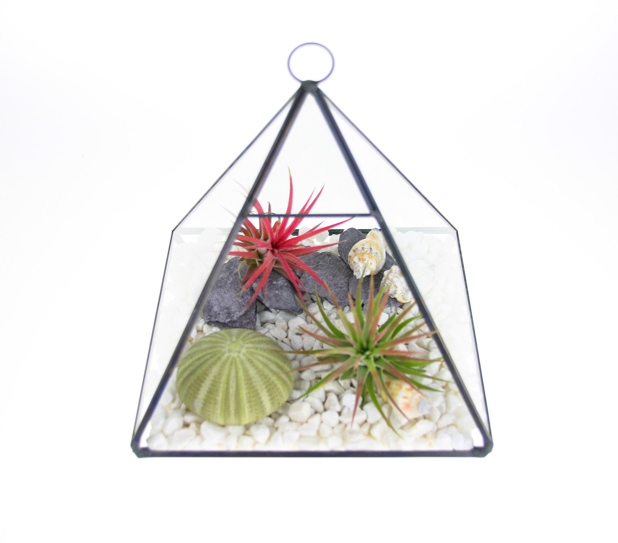 Air Plant and Shell Terrarium Ideas