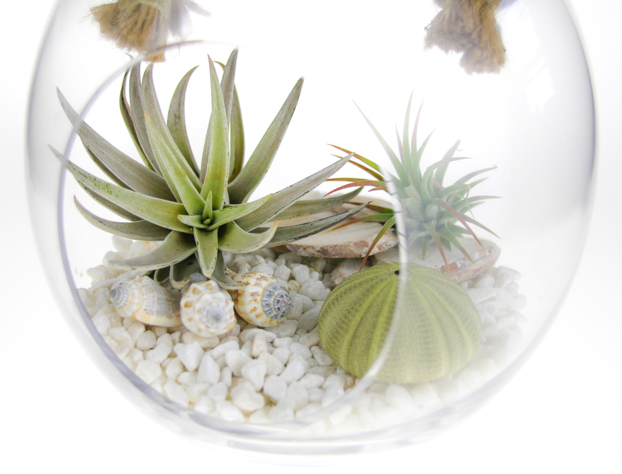 DIY terrarium kit in the UK