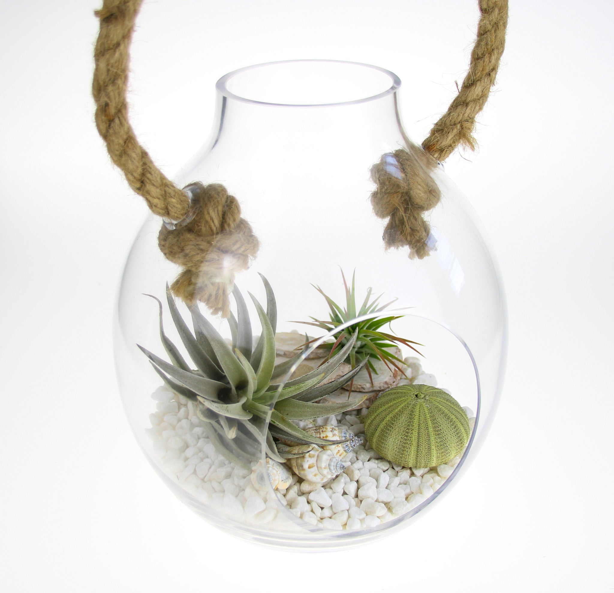 Air Plant home decor