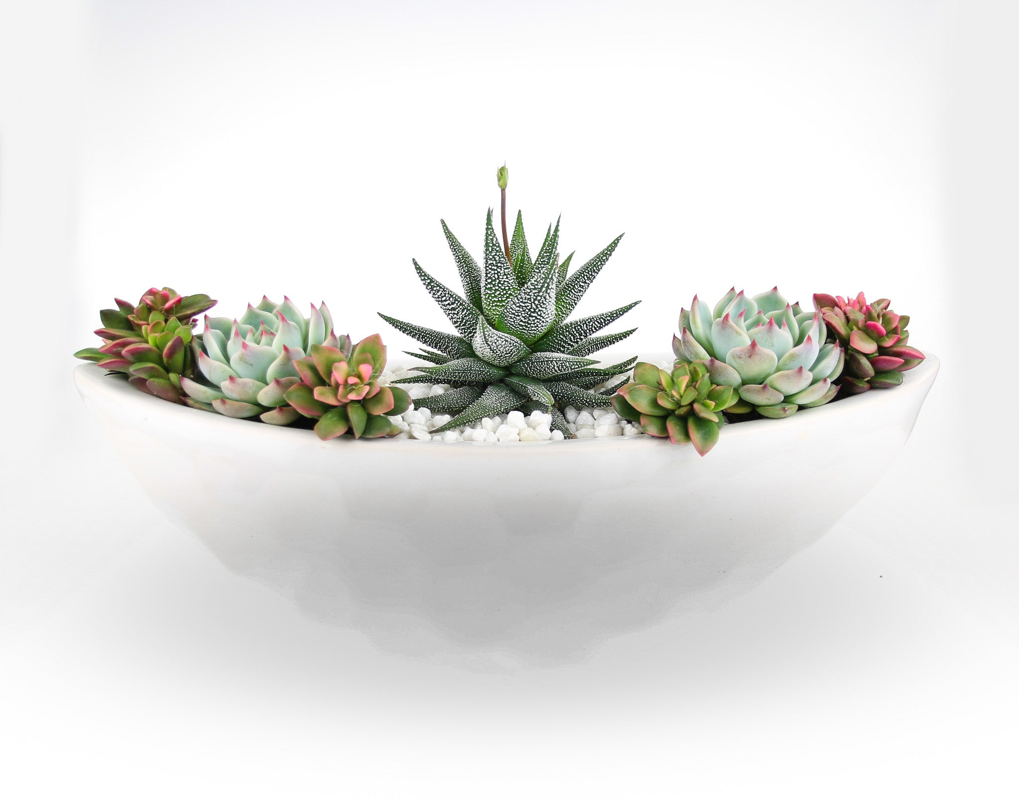 indoor plant kit