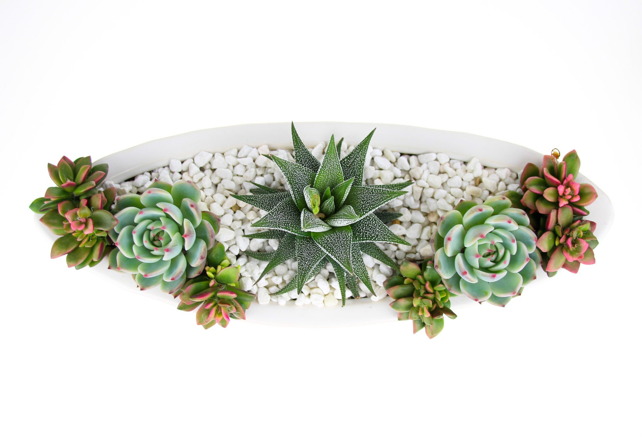 Succulent plants with pot