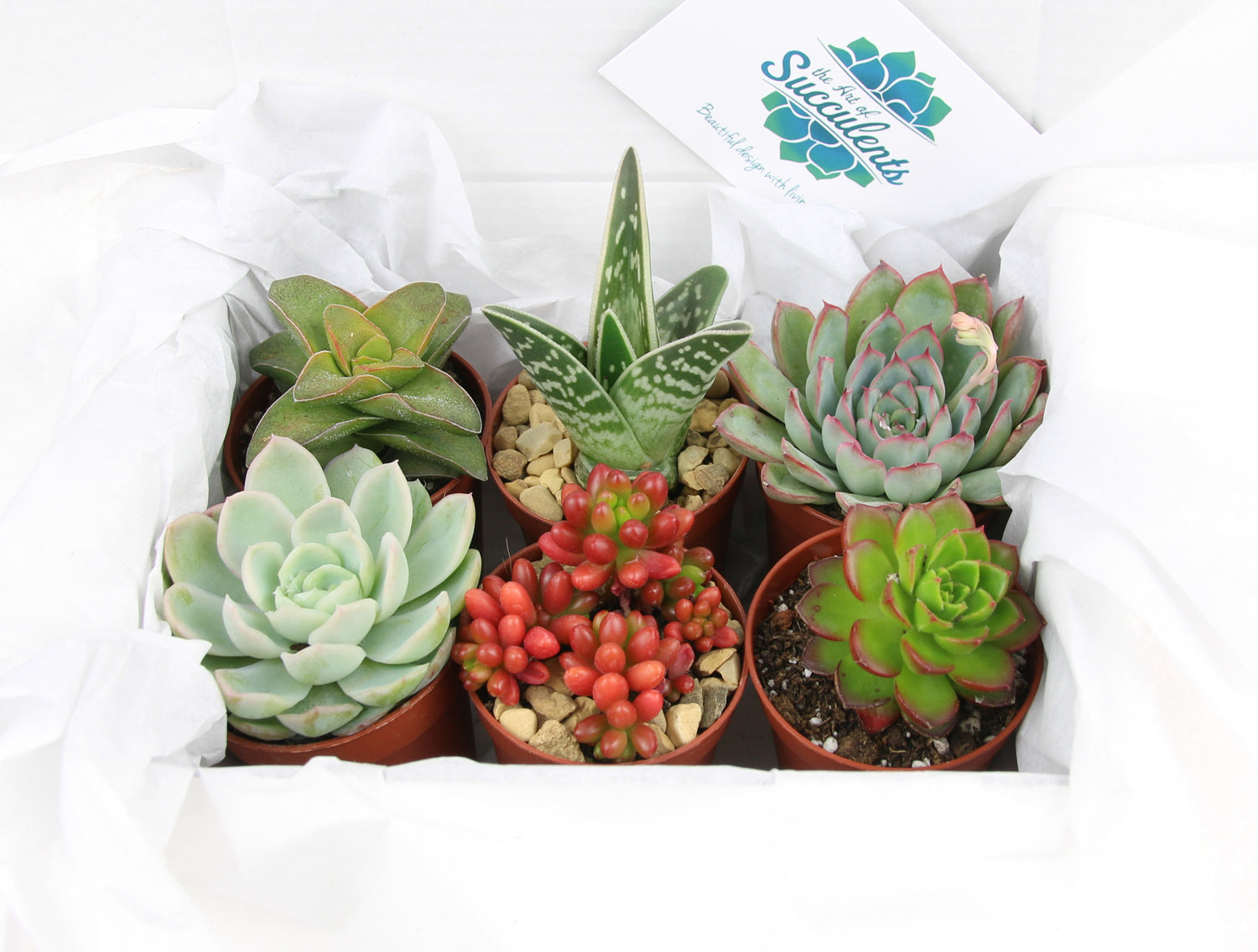 Gift boxed succulent plants