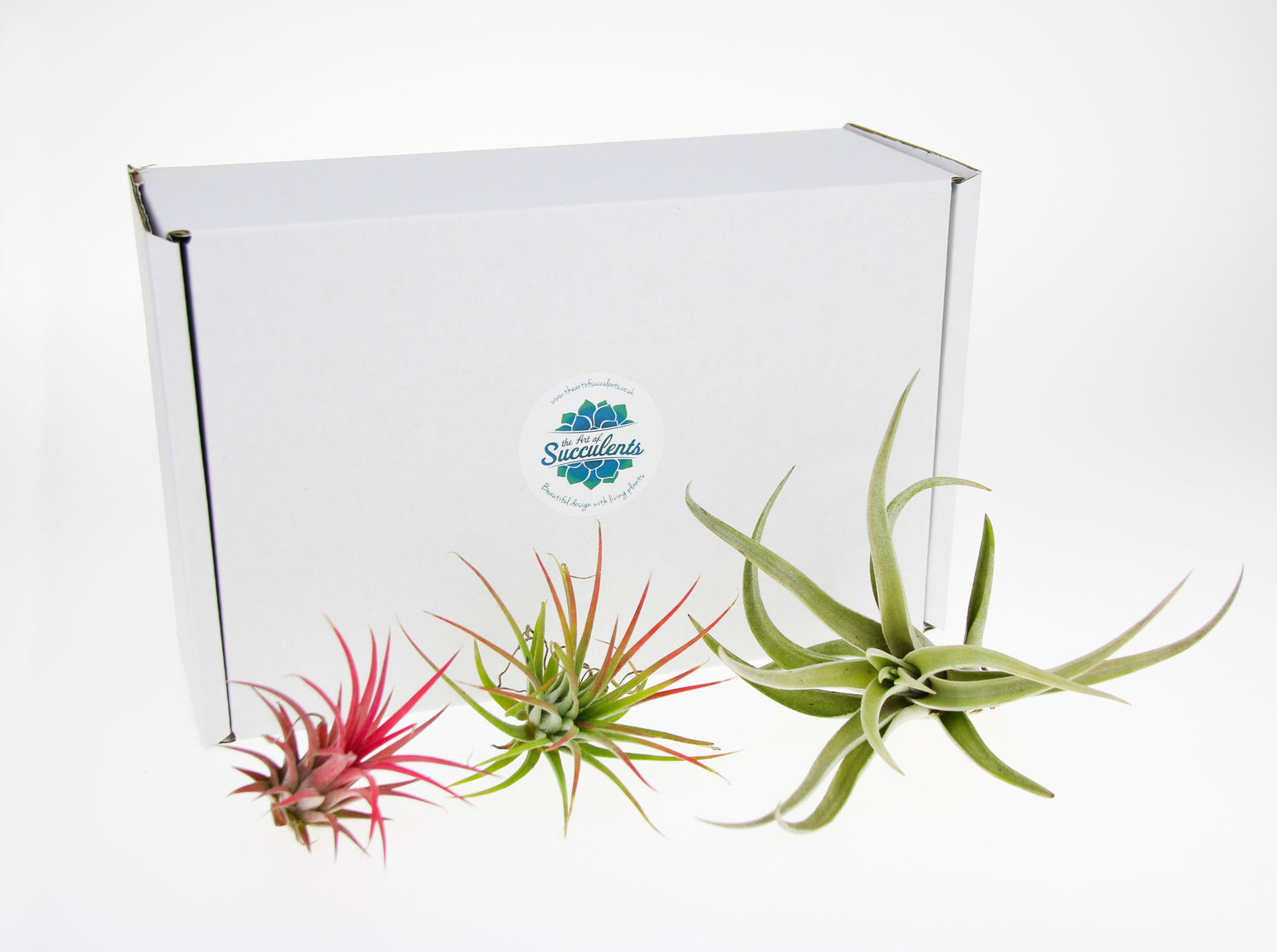 Buy Tillandsia Air Plants