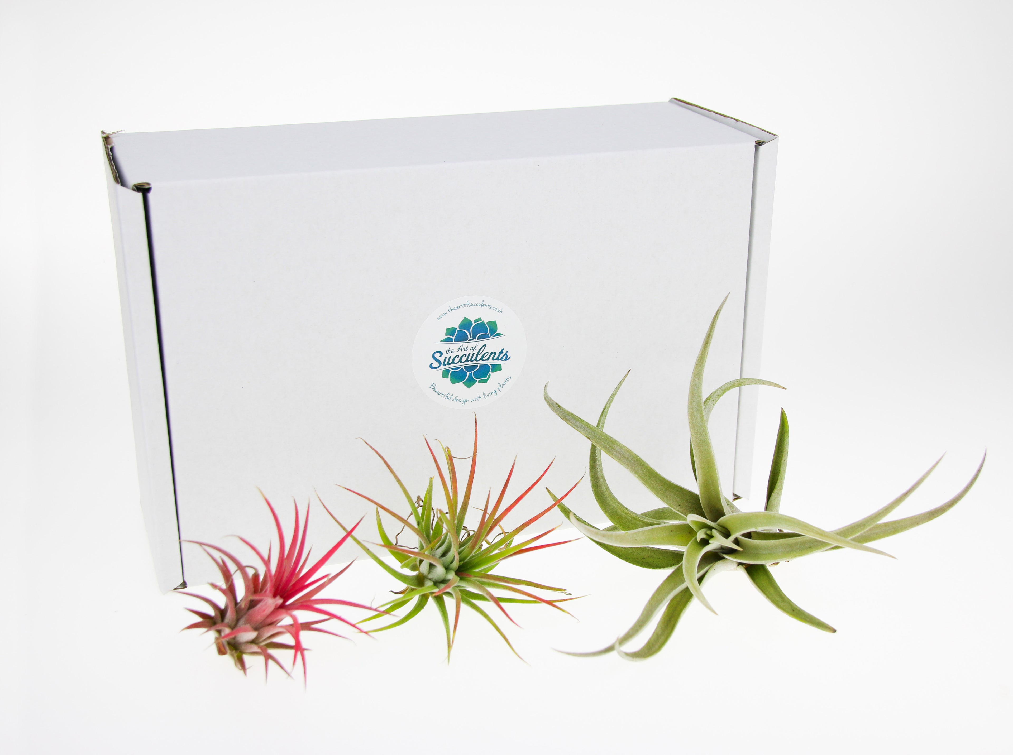 Buy Tillandsia Air Plants