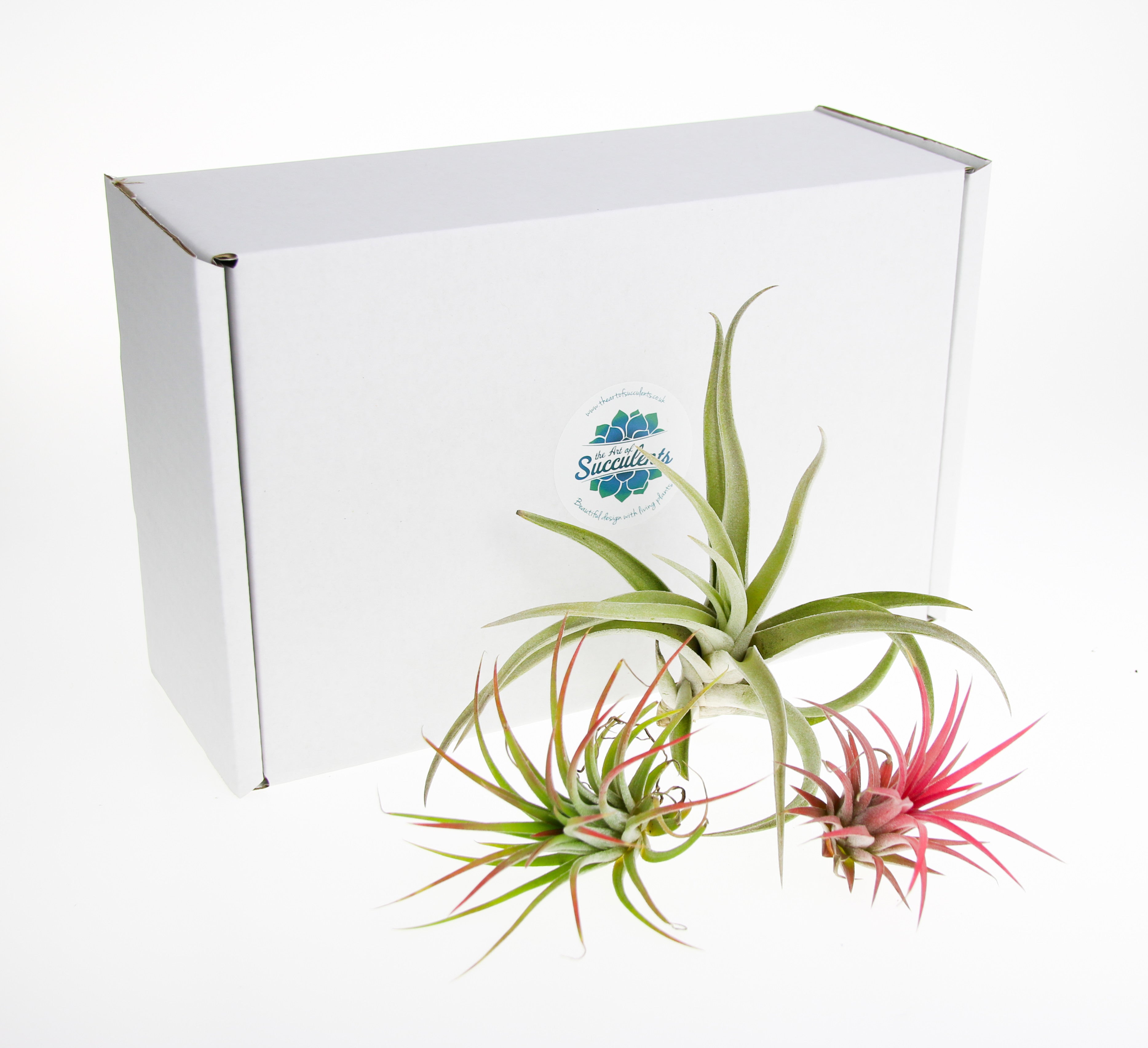 air plants for sale uk Air Plant Trio Selection, Tillandsia Air Plants to Buy in the UK – The Art of Succulents