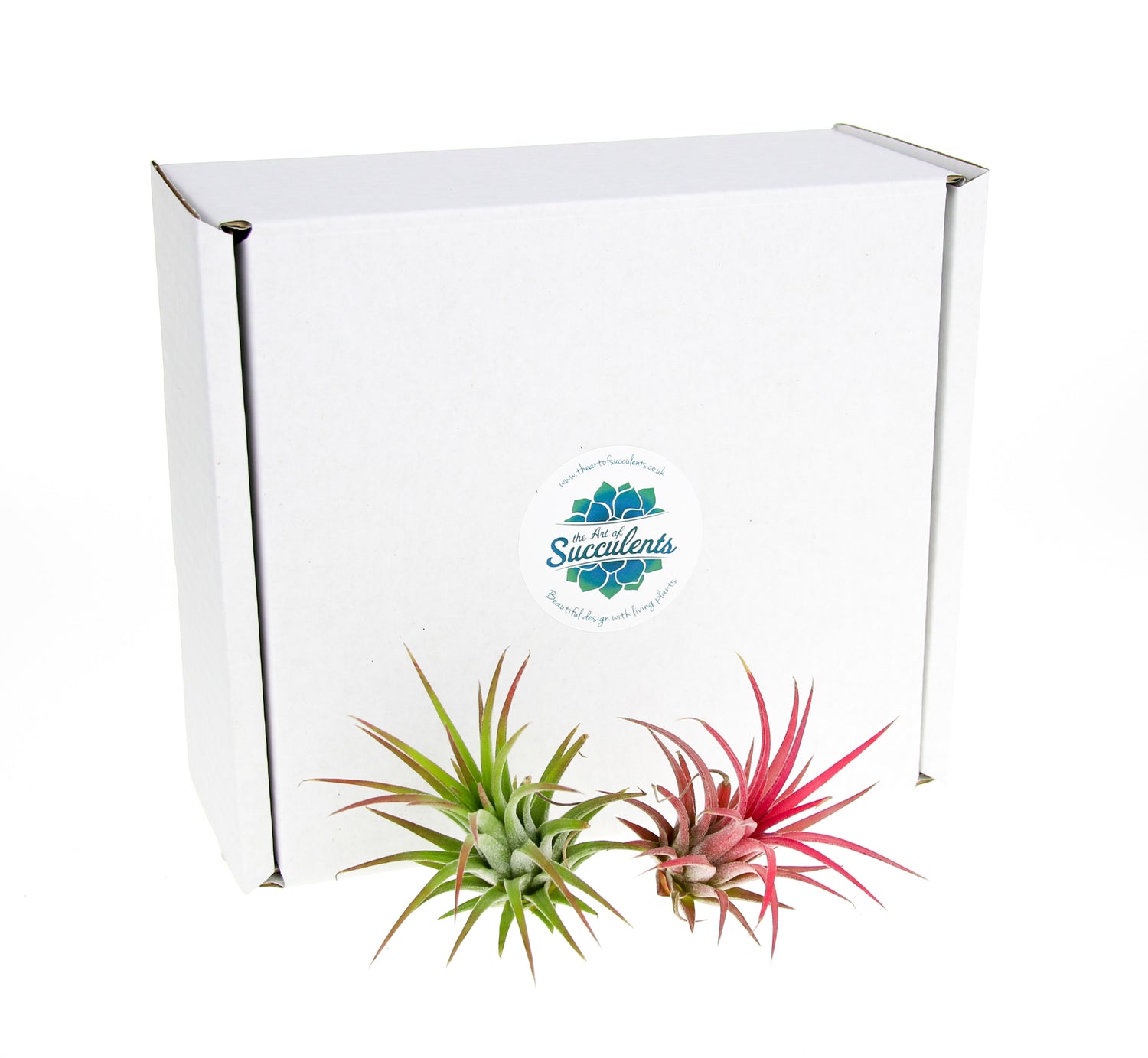 Air Plant Duo Selection