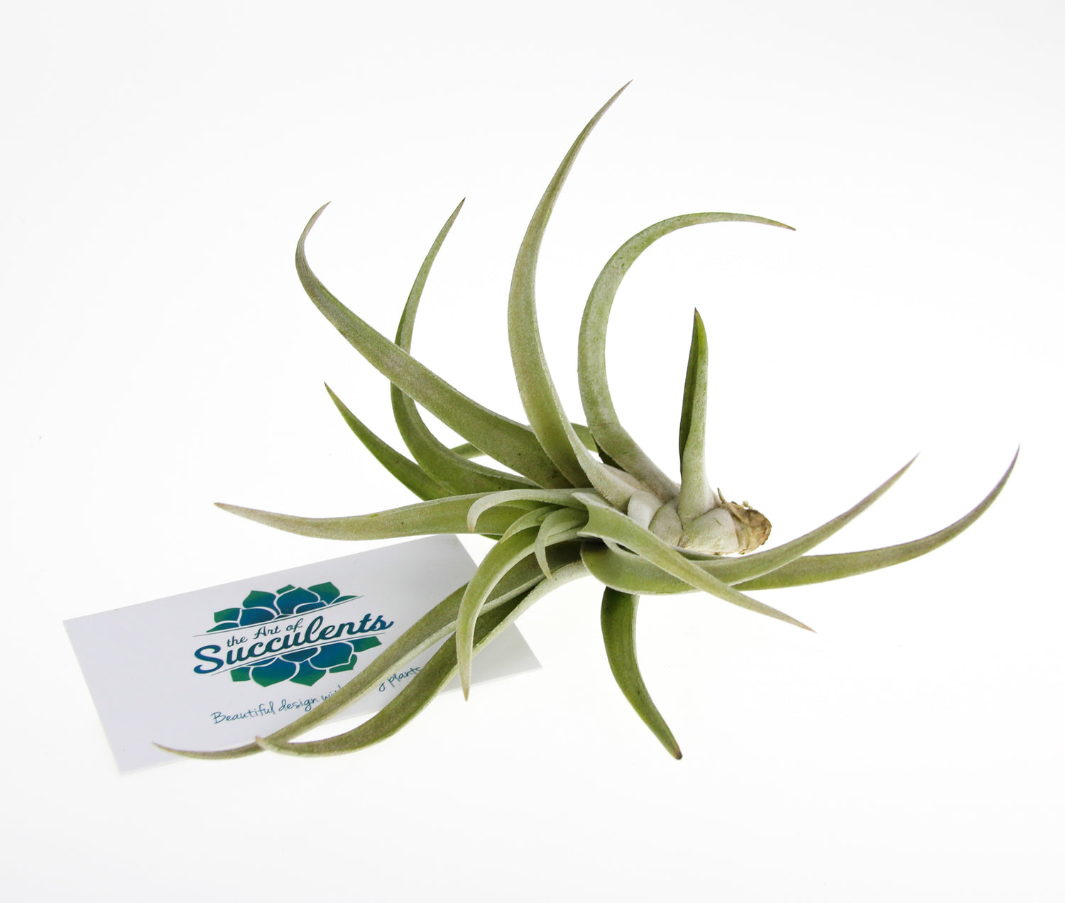 Large Tillandsia Air Plant