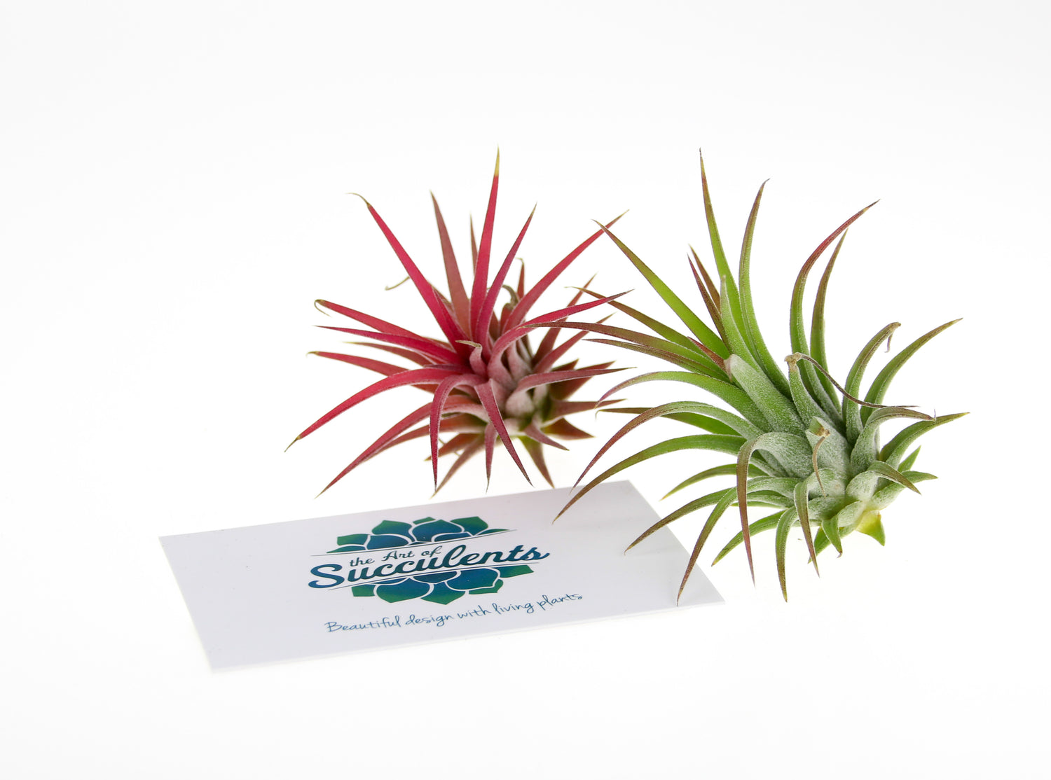 UK Air Plant Stockist