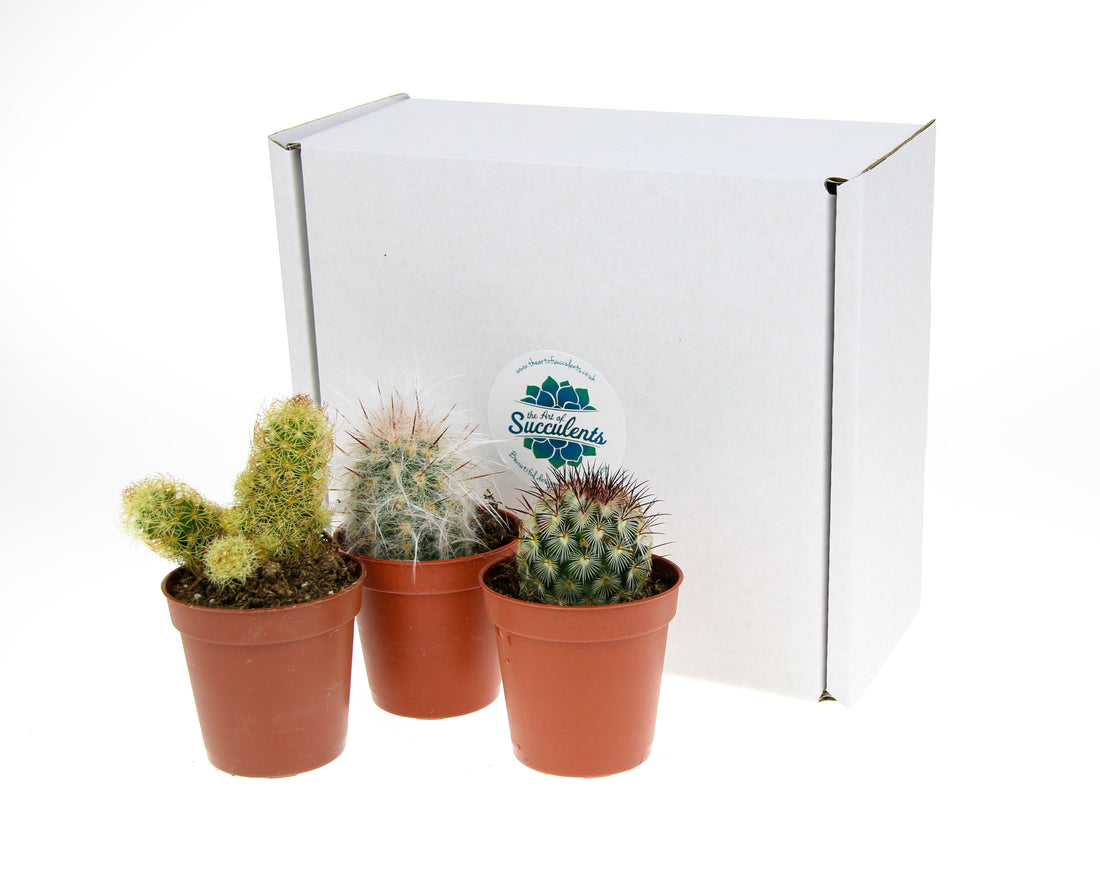 Cactus plants to buy