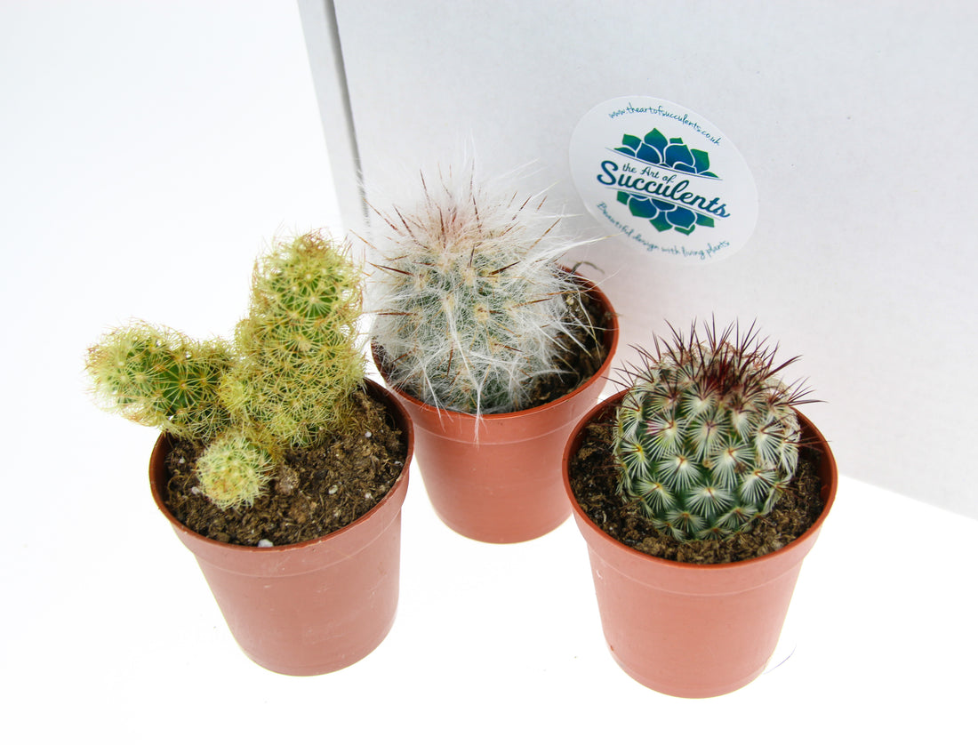 Cactus Plant Selection Pack