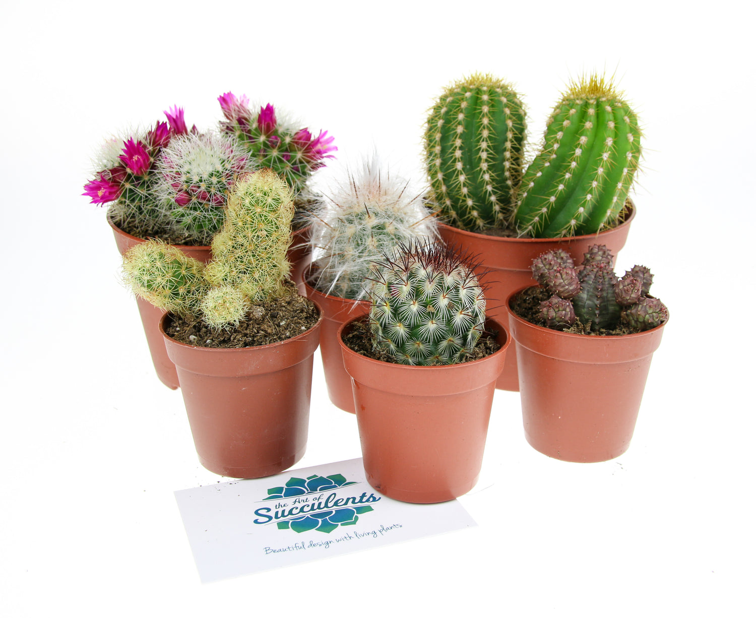 Cactus Plants UK, Cacti