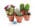 Cactus Plants UK, Cacti