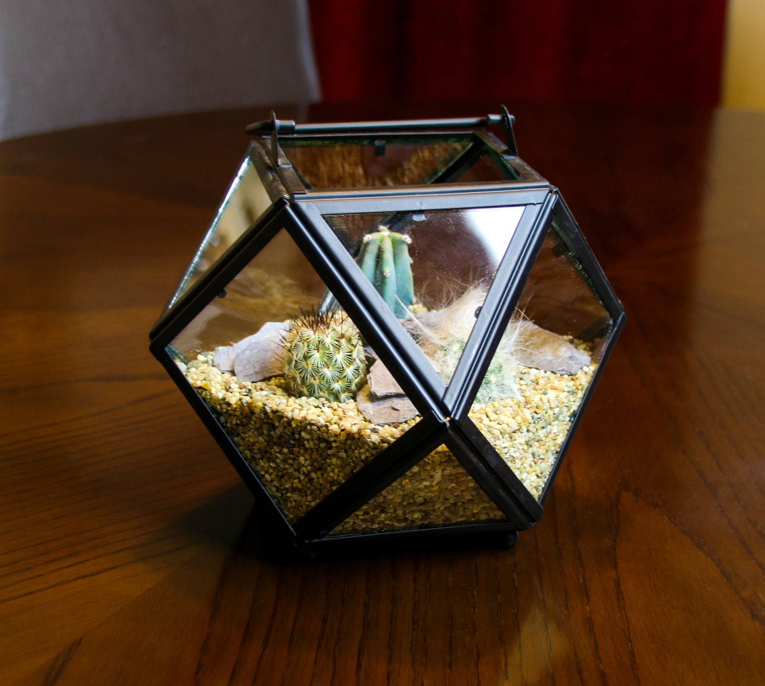 Terrarium UK with cactus plants