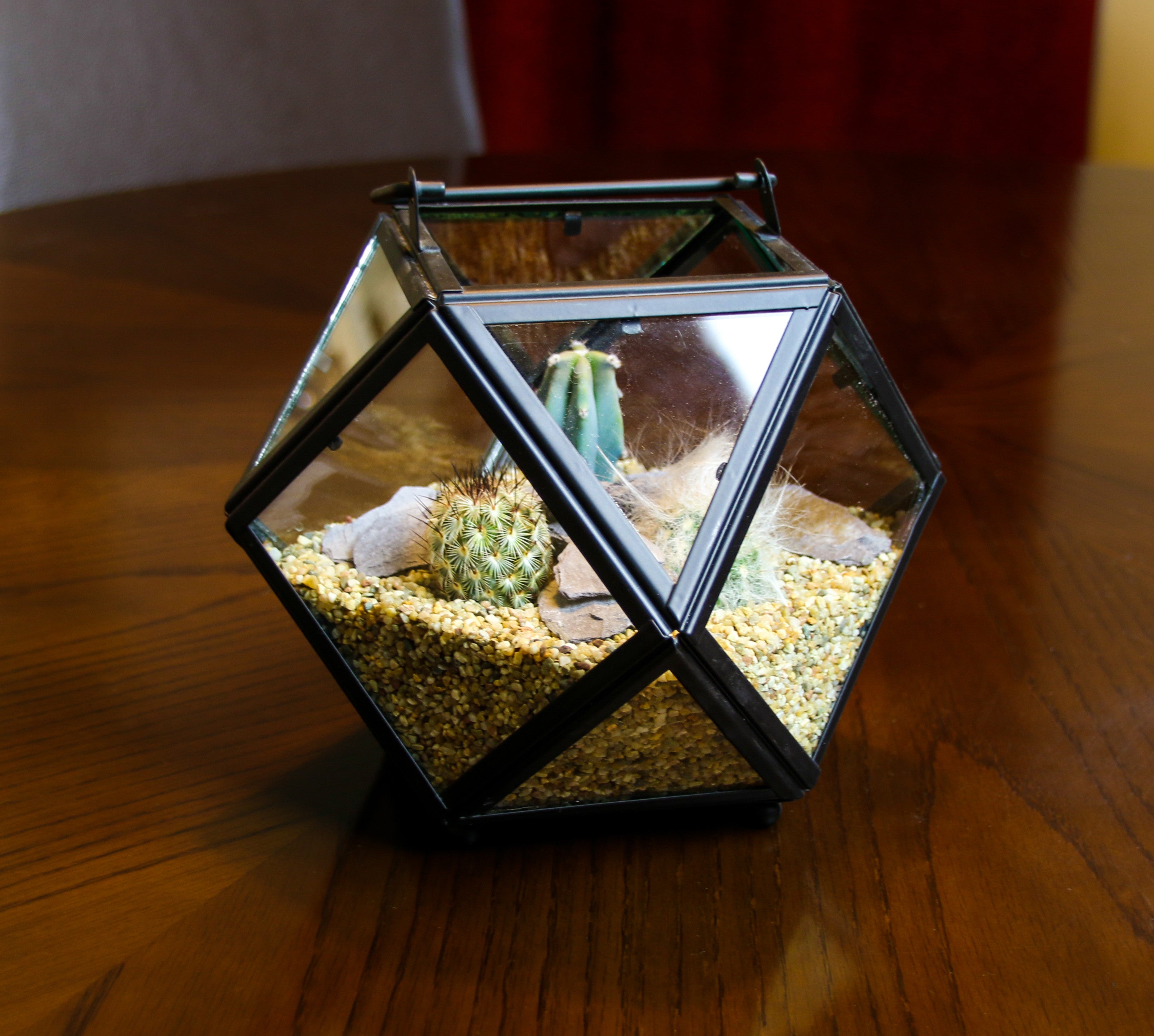 Terrarium UK with cactus plants