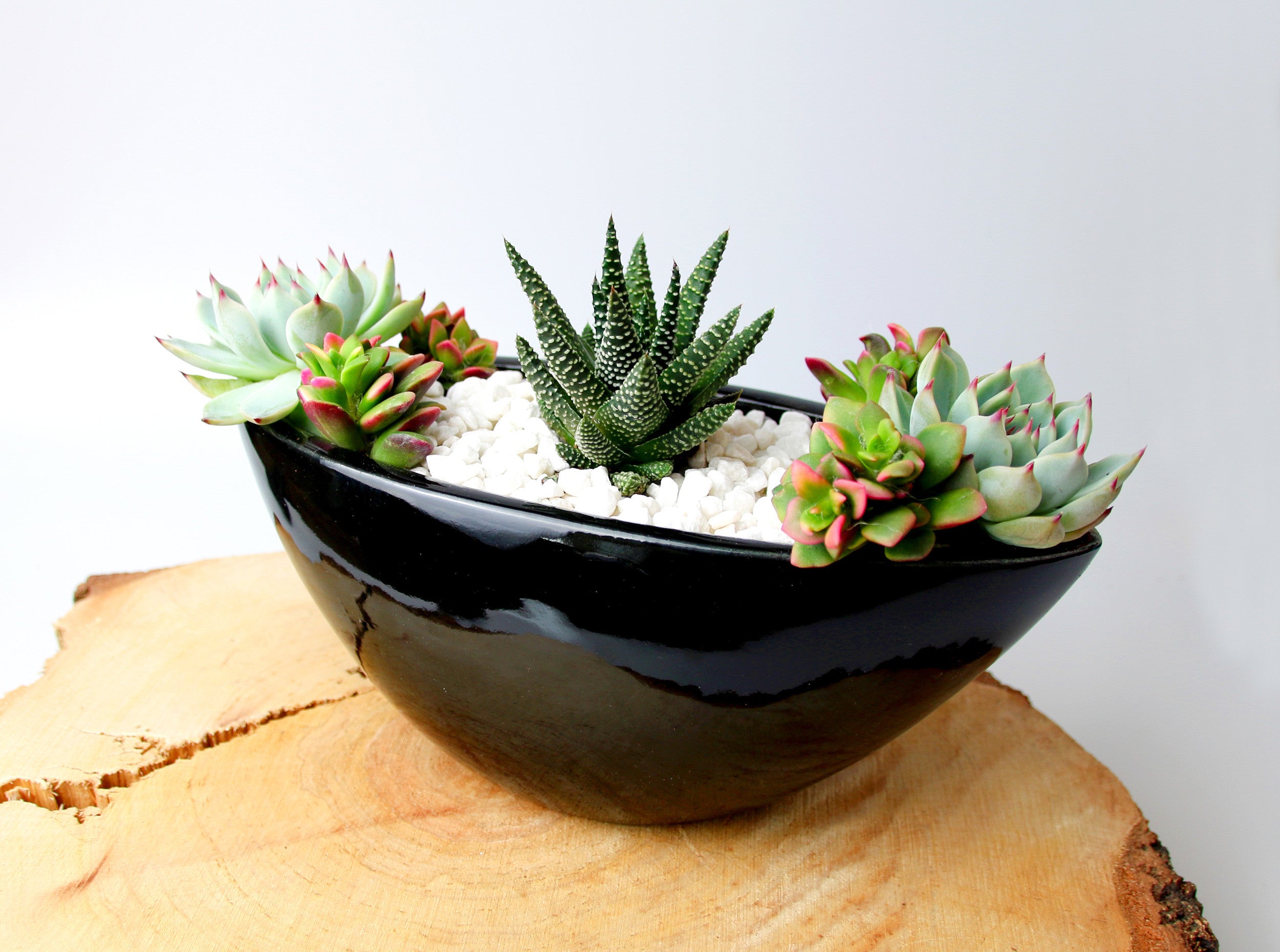 Black Indoor Planter with Succulents