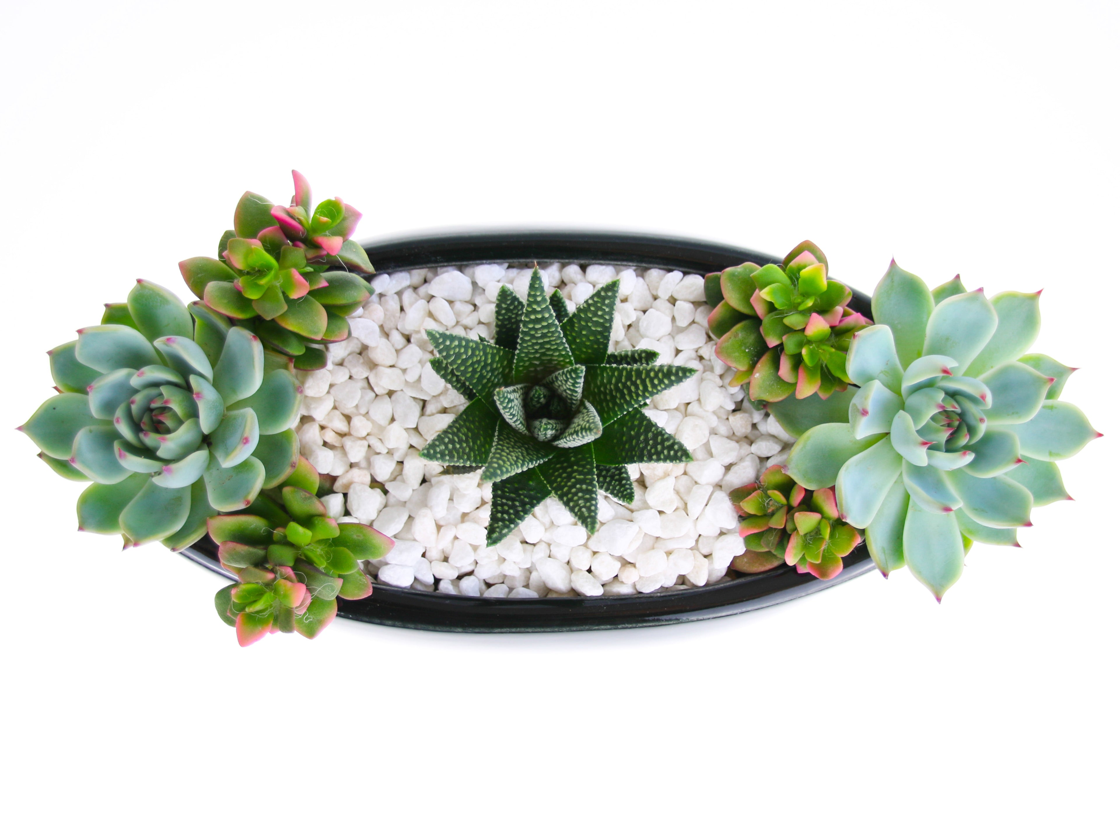 Succulent Planted Arrangement for the Home