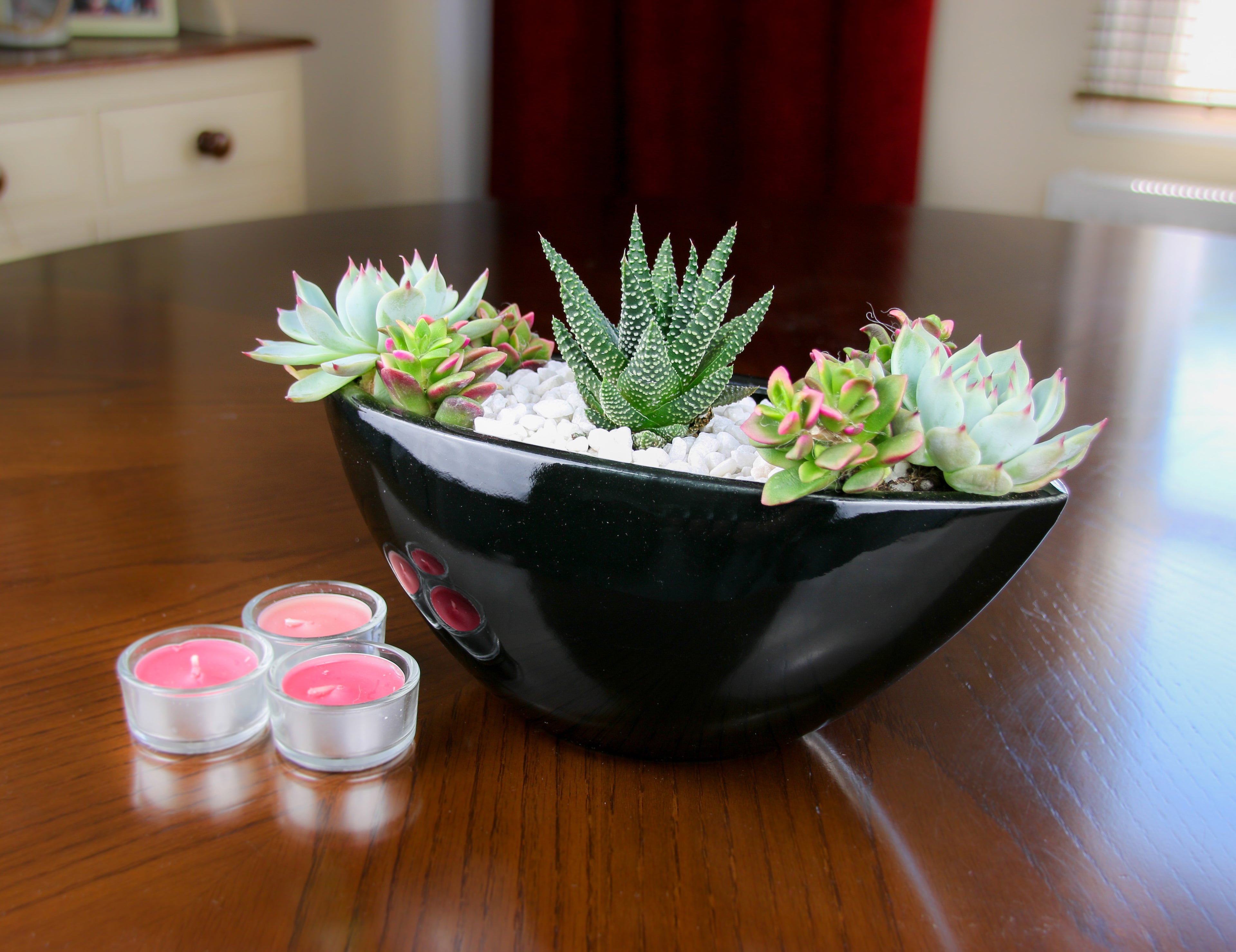 Black Indoor Succulent Planter with Real Plants