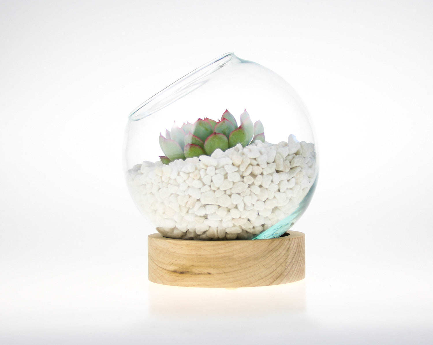 Terrarium in Glass and Wood