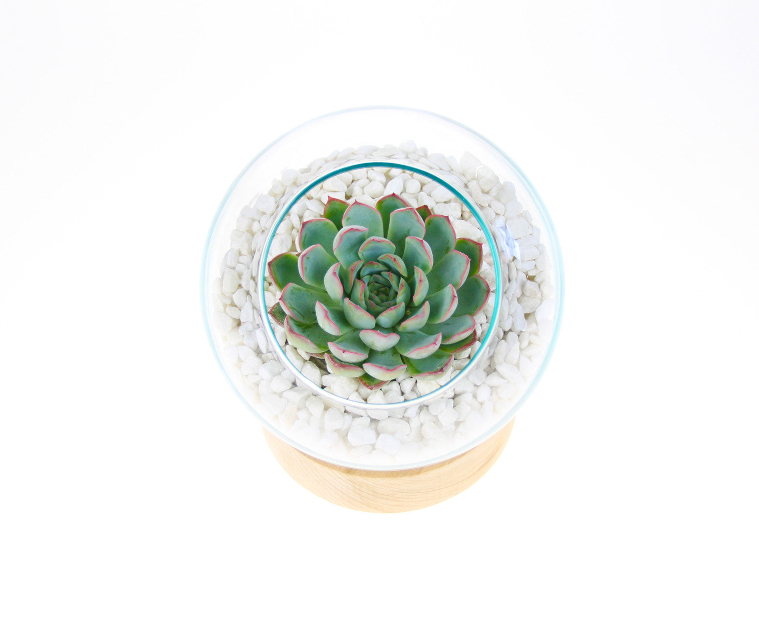 UK Terrarium Kit with living succulent plant
