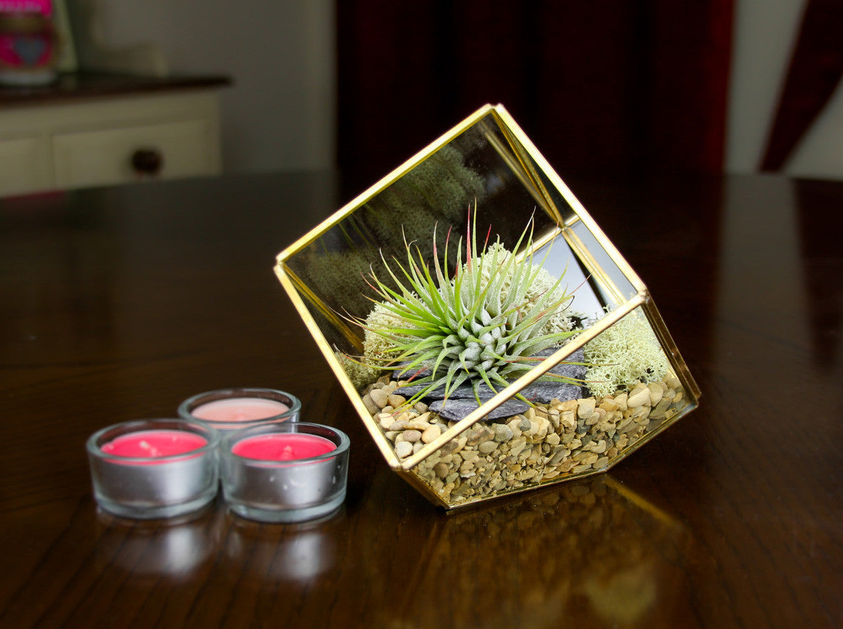 Copper and glass terrarium, UK