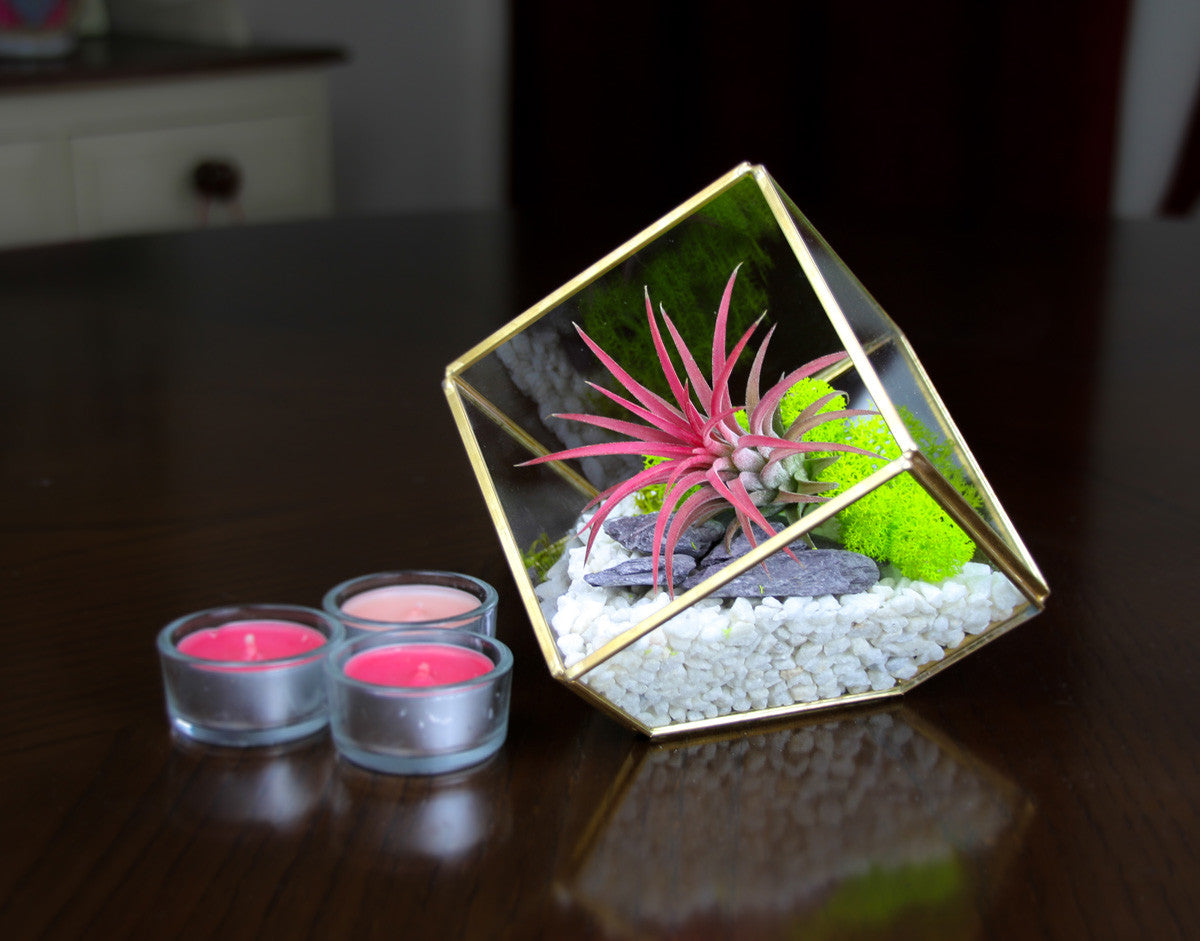 Tillandsia Air Plant Terrarium