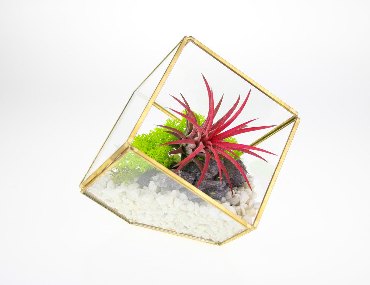 DIY Terrarium with Air Plant