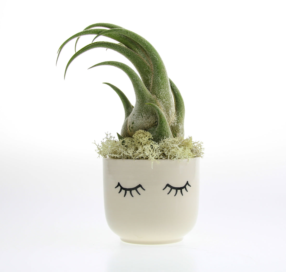 Seleriana Air Plant Gift Idea