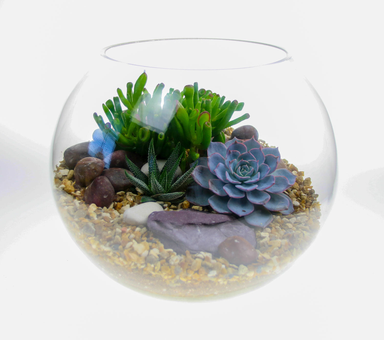 Large basketball sized terrarium