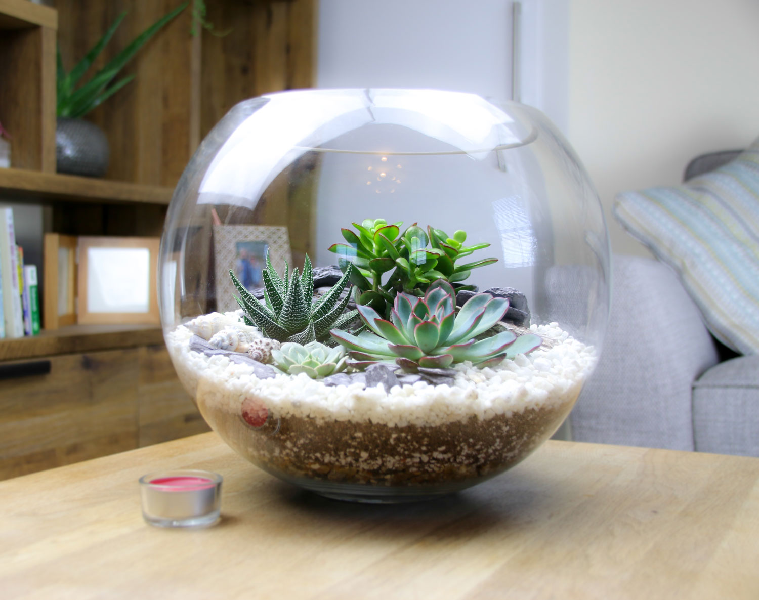 Gift ideas with real house plants