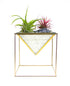 Planter with air plants