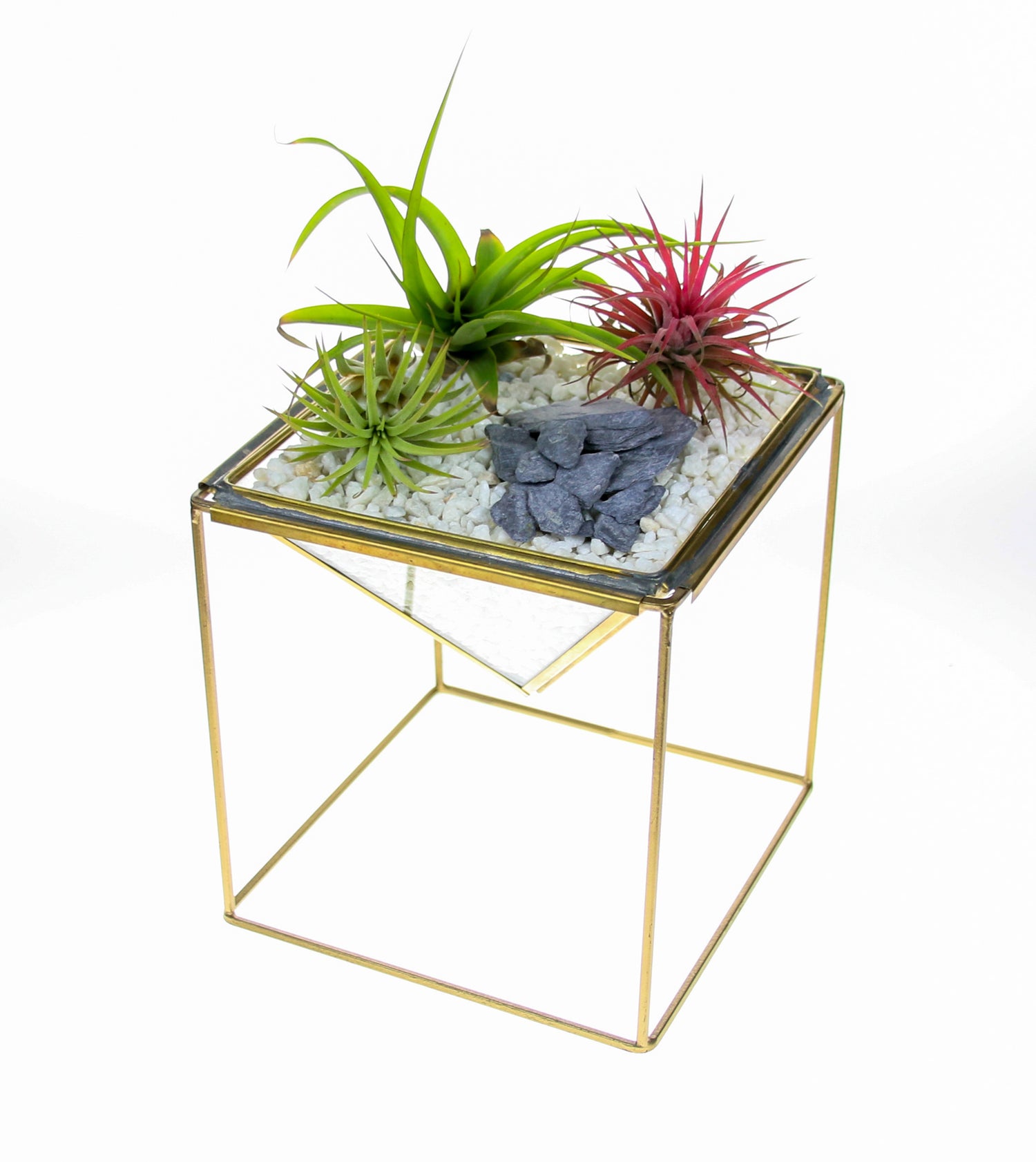 indoor design with air plants