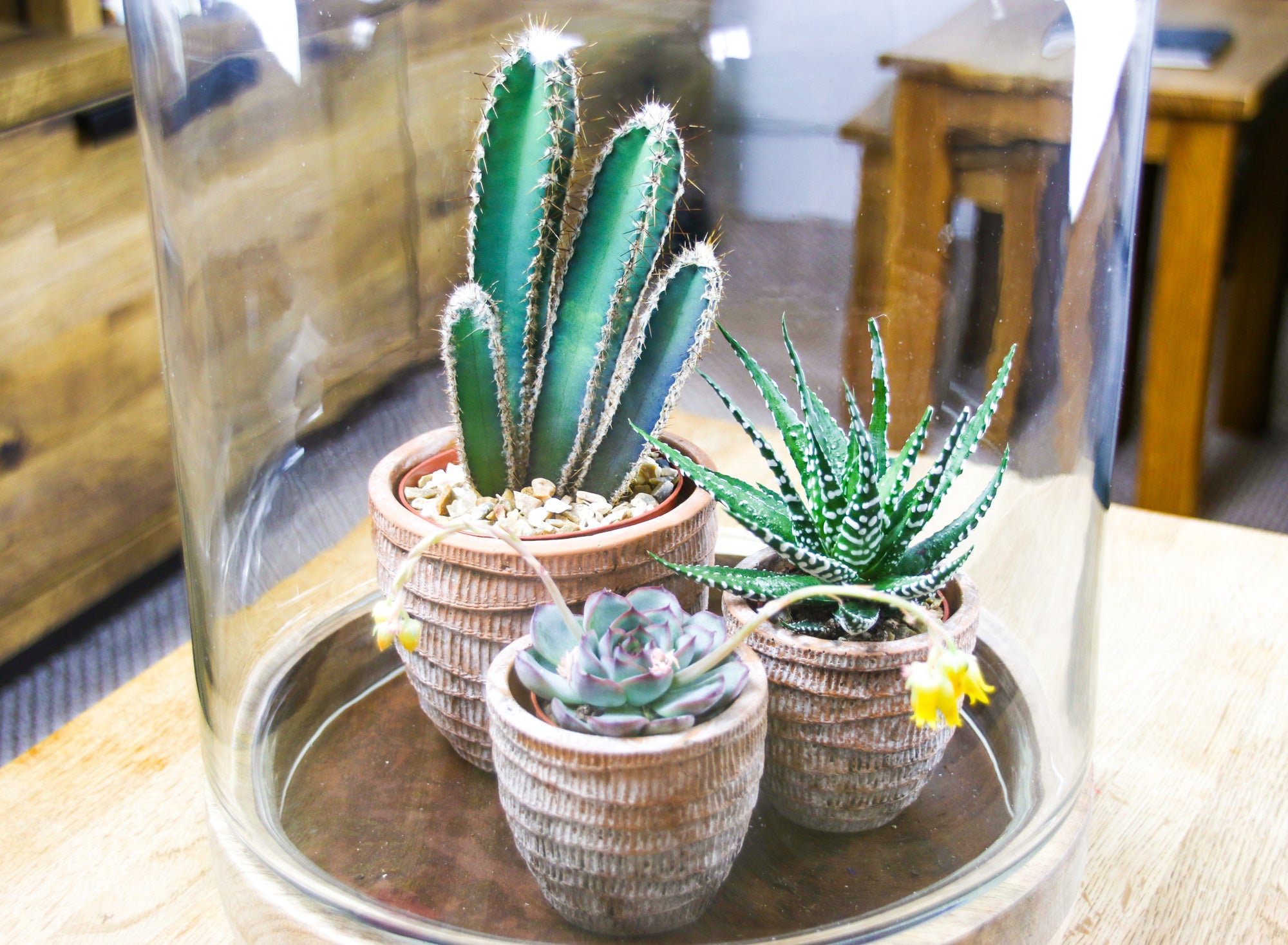 Nkuku glass bell jar terrarium