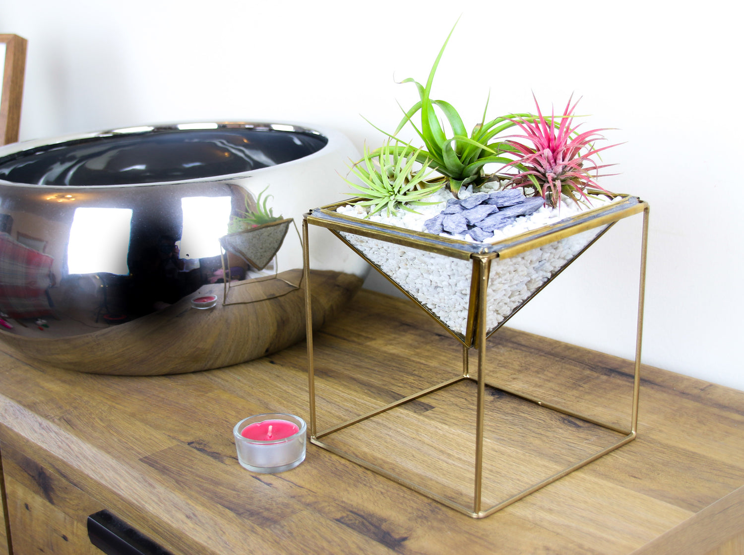 Tillandsia air plant gifts online