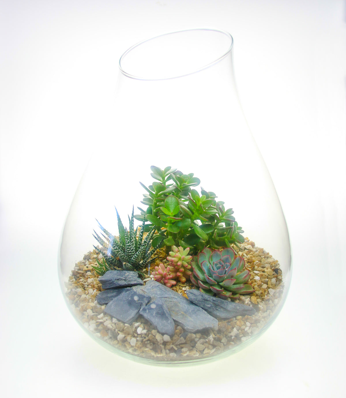 Popular terrrarium for sale in the UK