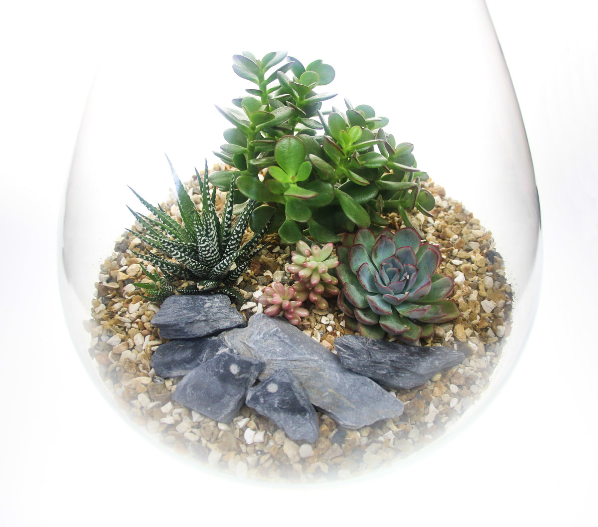 Curvy terrarium from the UK