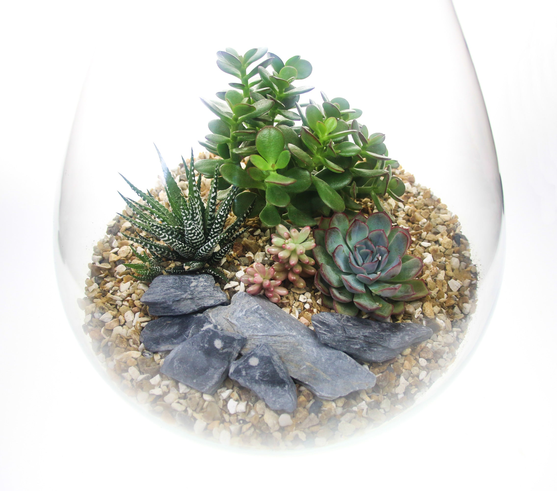Curvy terrarium from the UK