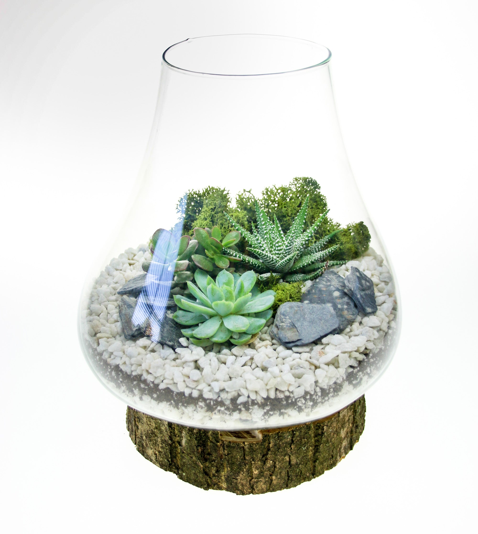 Medium sized terrarium on real wooden base