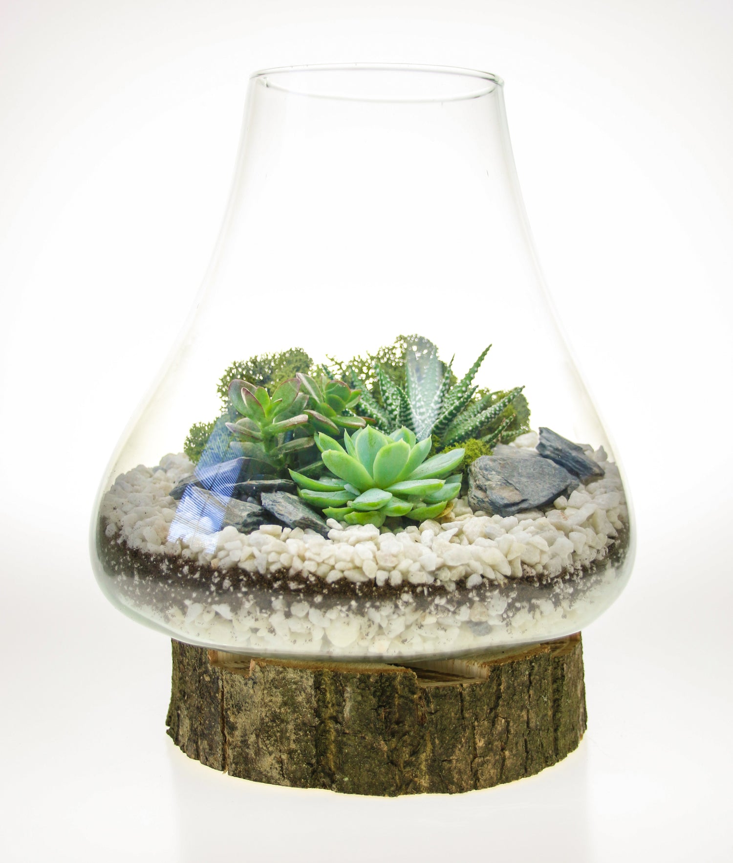 Terrarium arrangement ideas