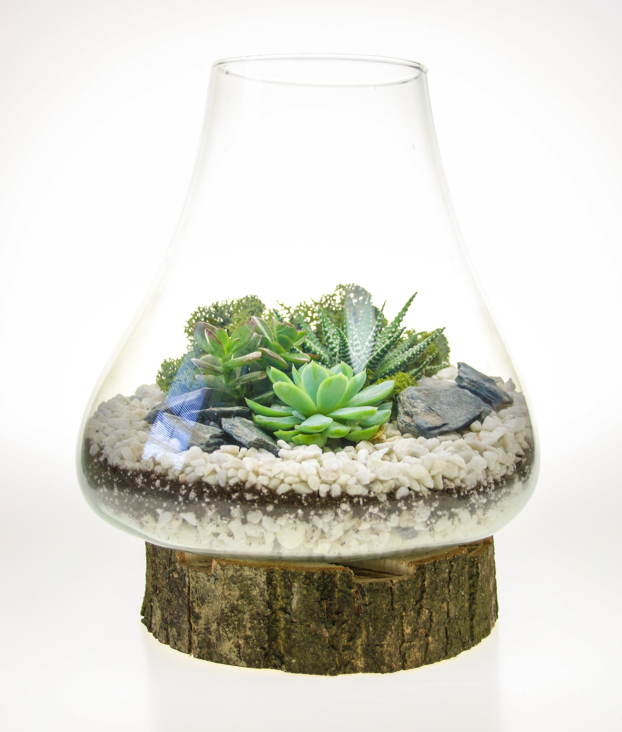 Terrarium arrangement ideas