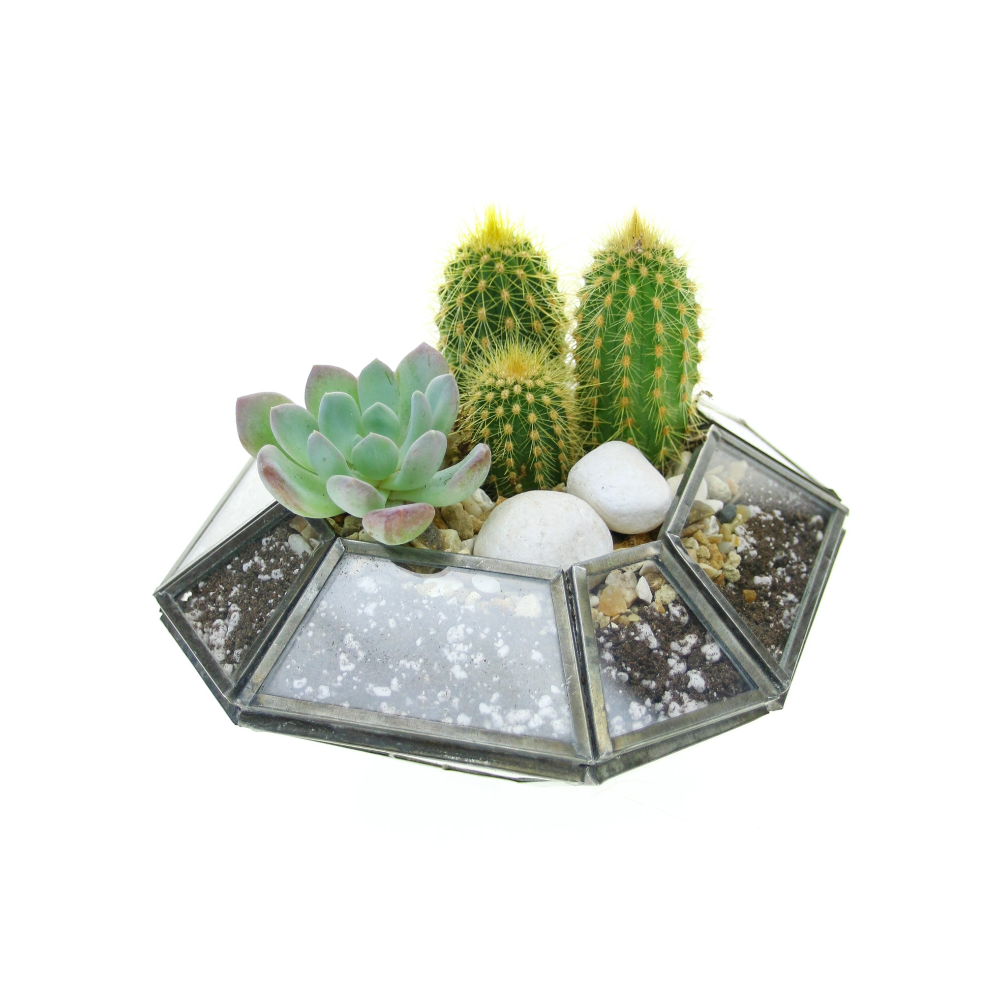 Geometric Nkuku Planter with living plants