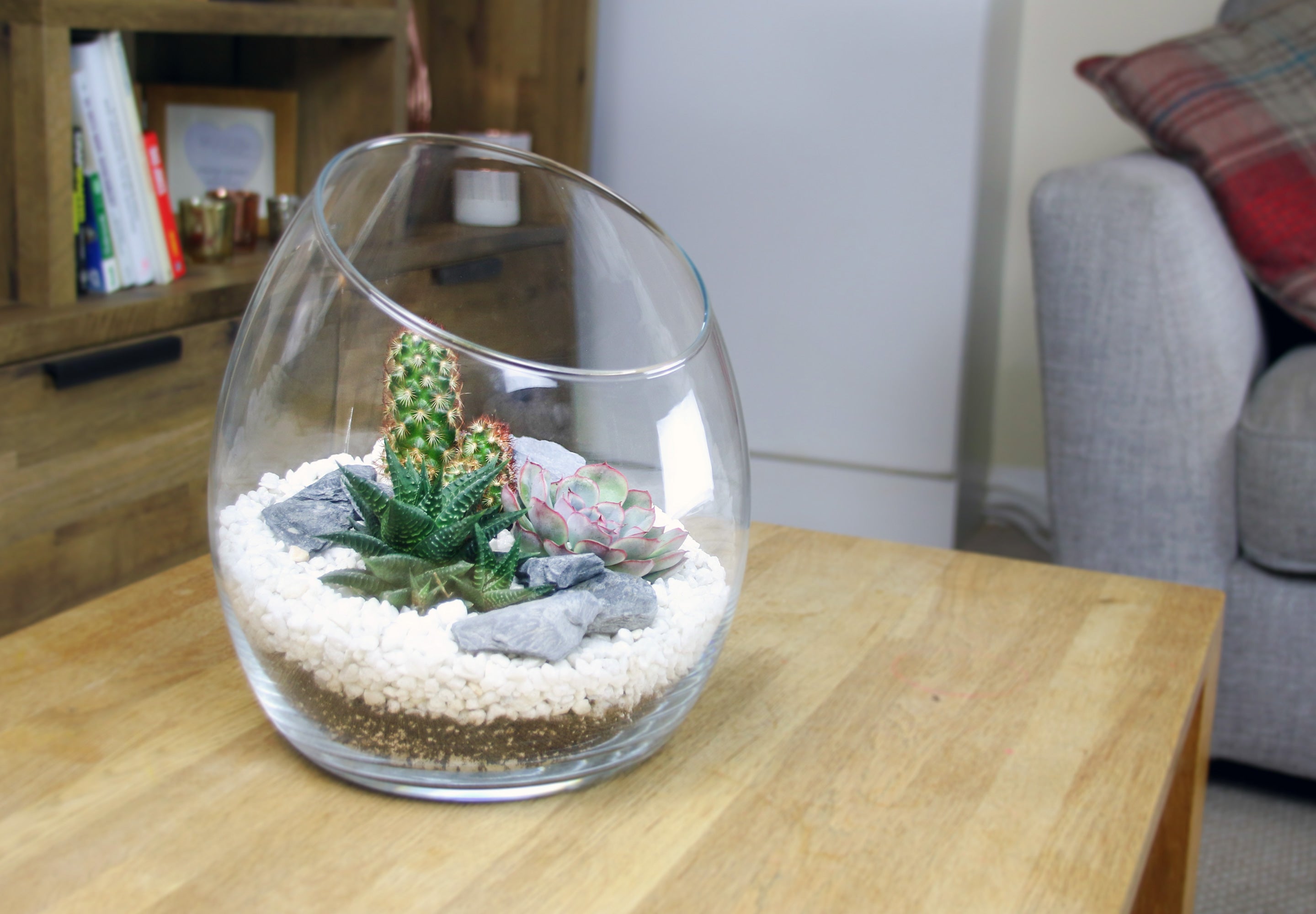Terrarium kit with living plants to buy online