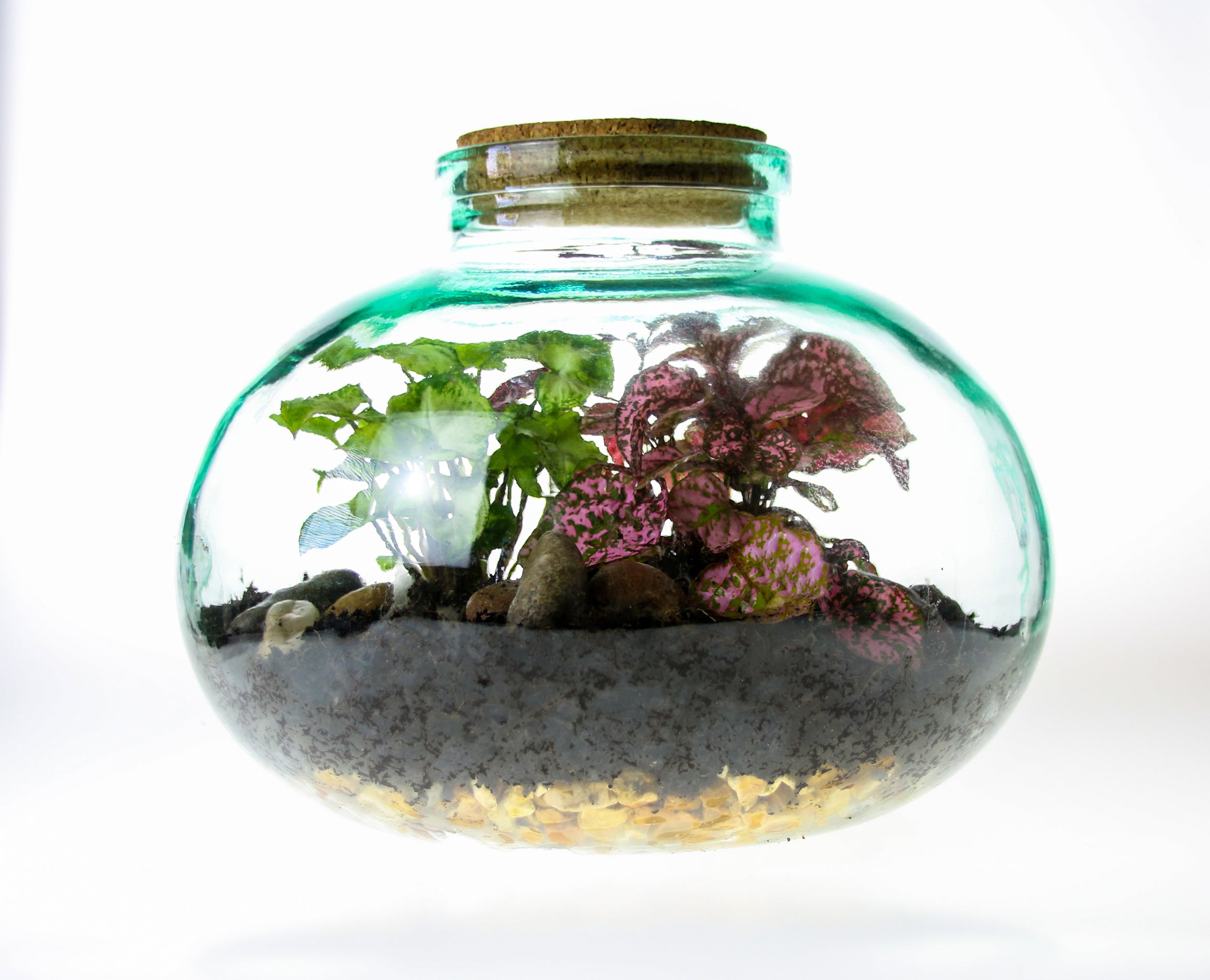 wide top 5 litre closed glass bottle terrarium kit
