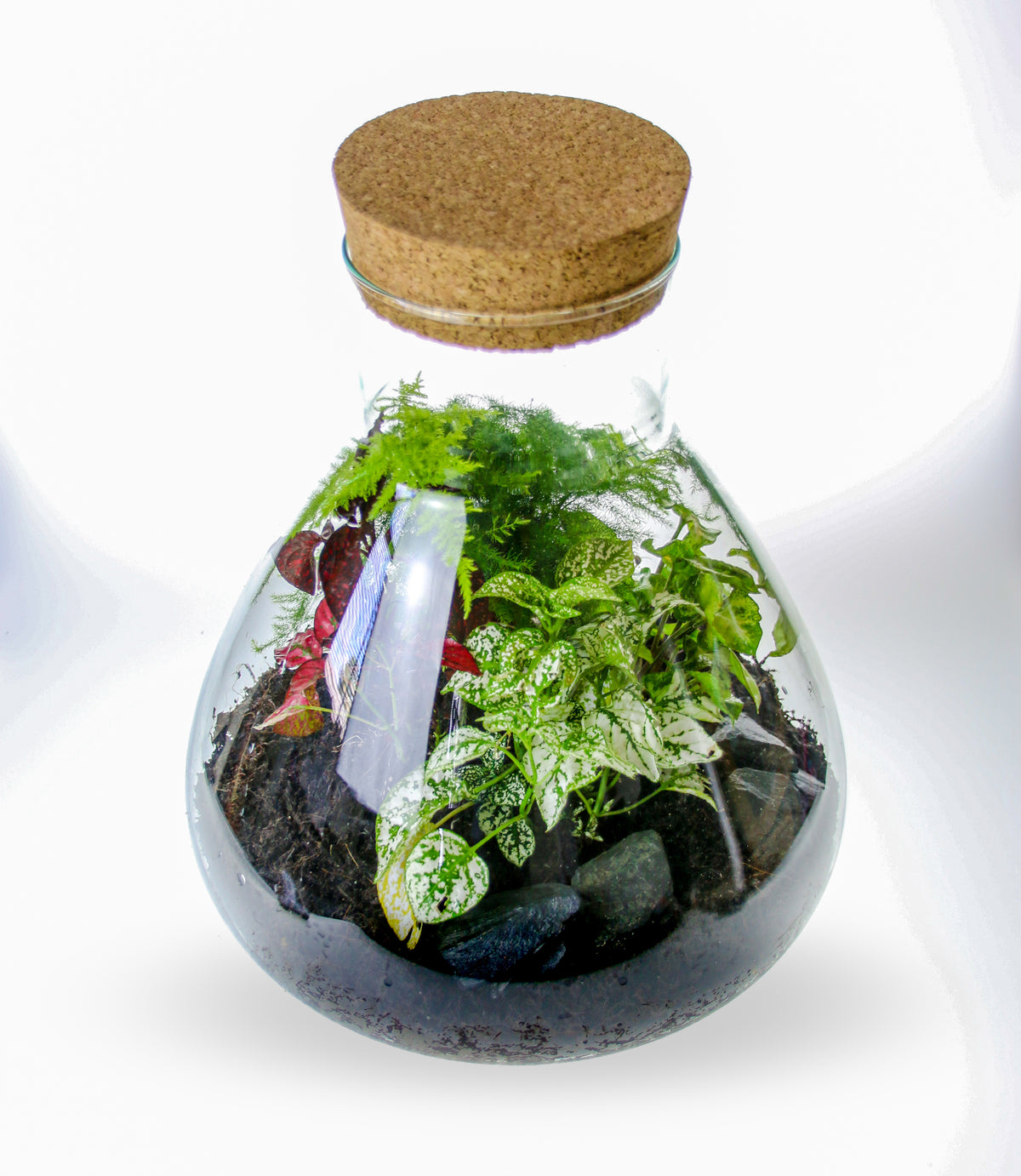 Contemporary closed bottle terrarium