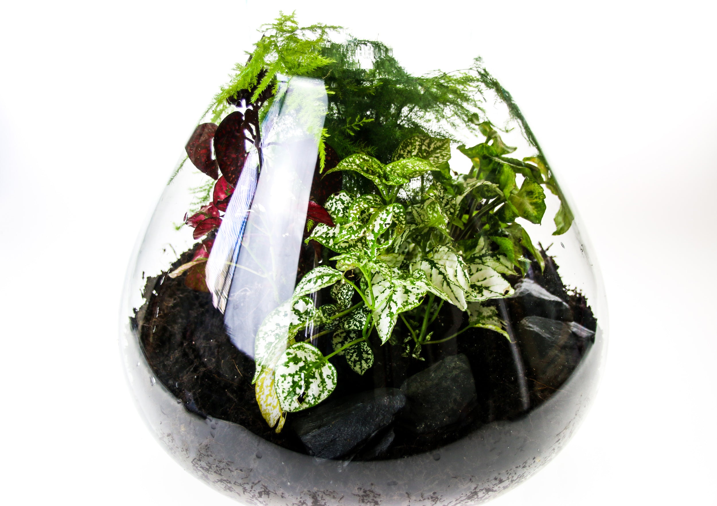 How to build a bottle terrarium garden