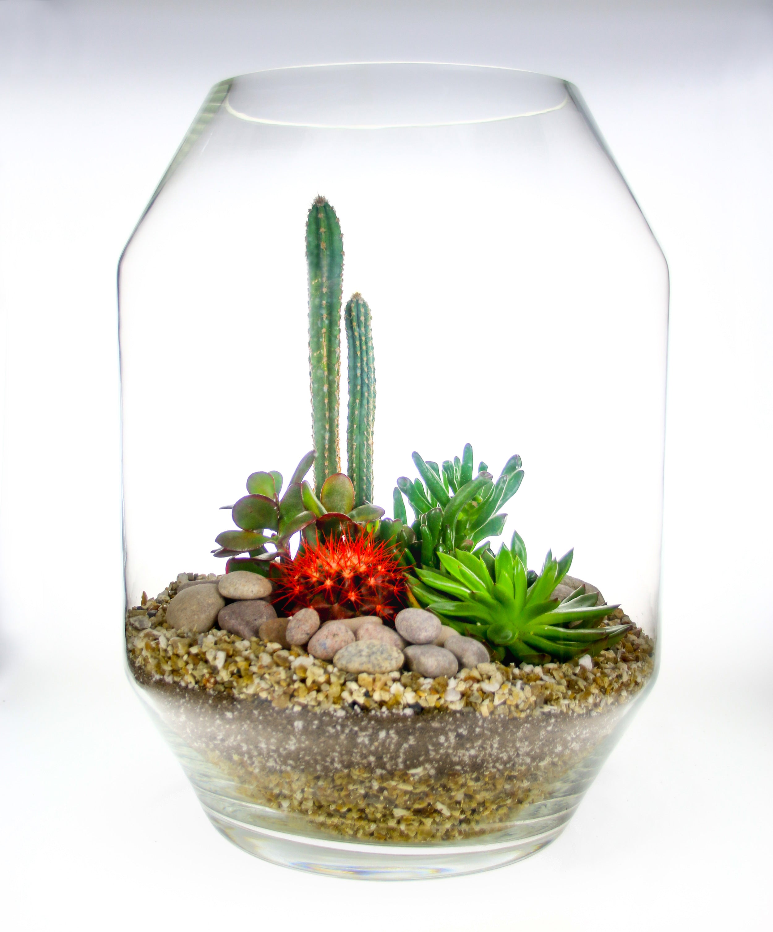 Terrarium kit with succulent and cacti house plants