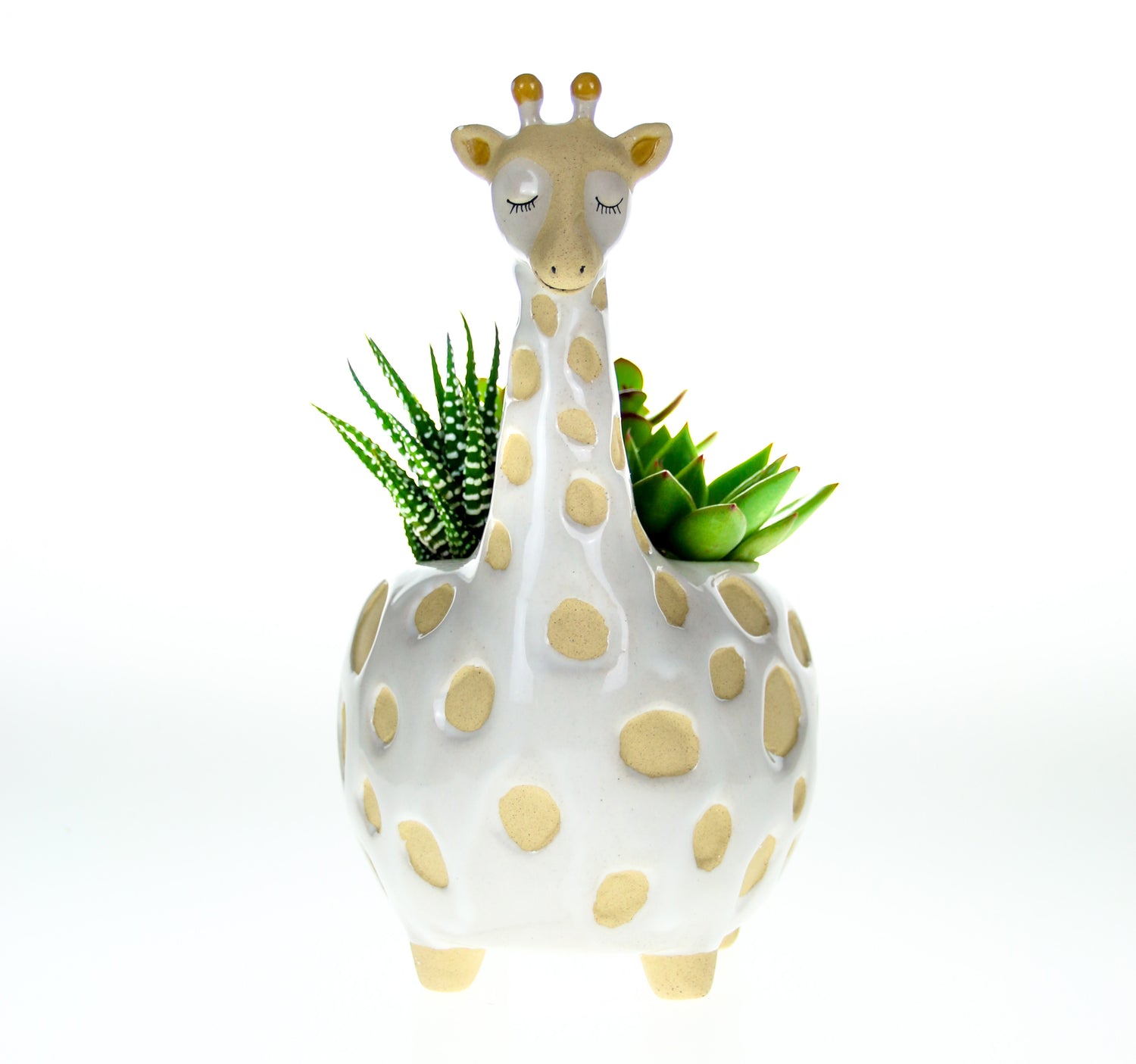 Indoor planter with real plants for home delivery