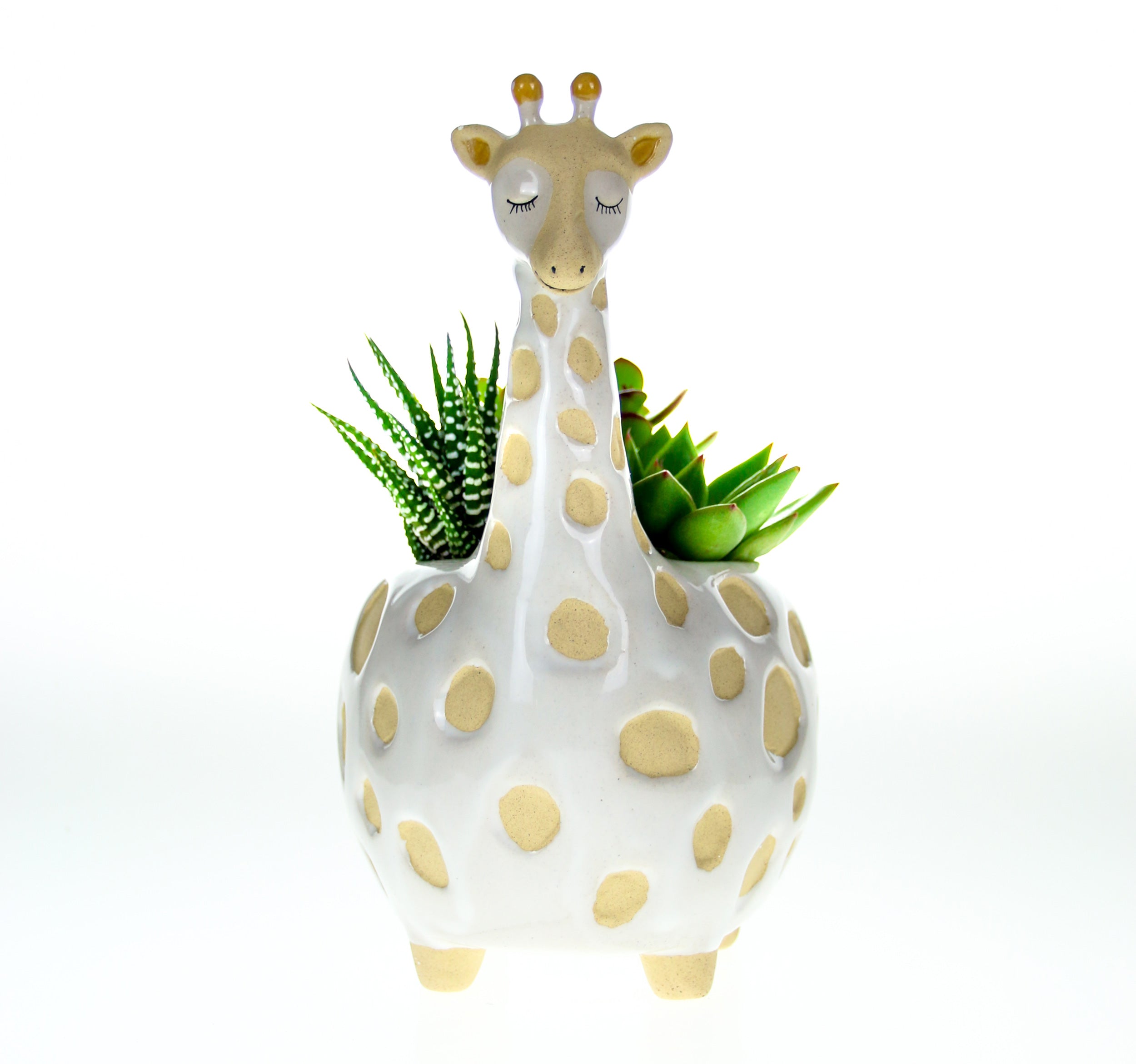 Indoor planter with real plants for home delivery